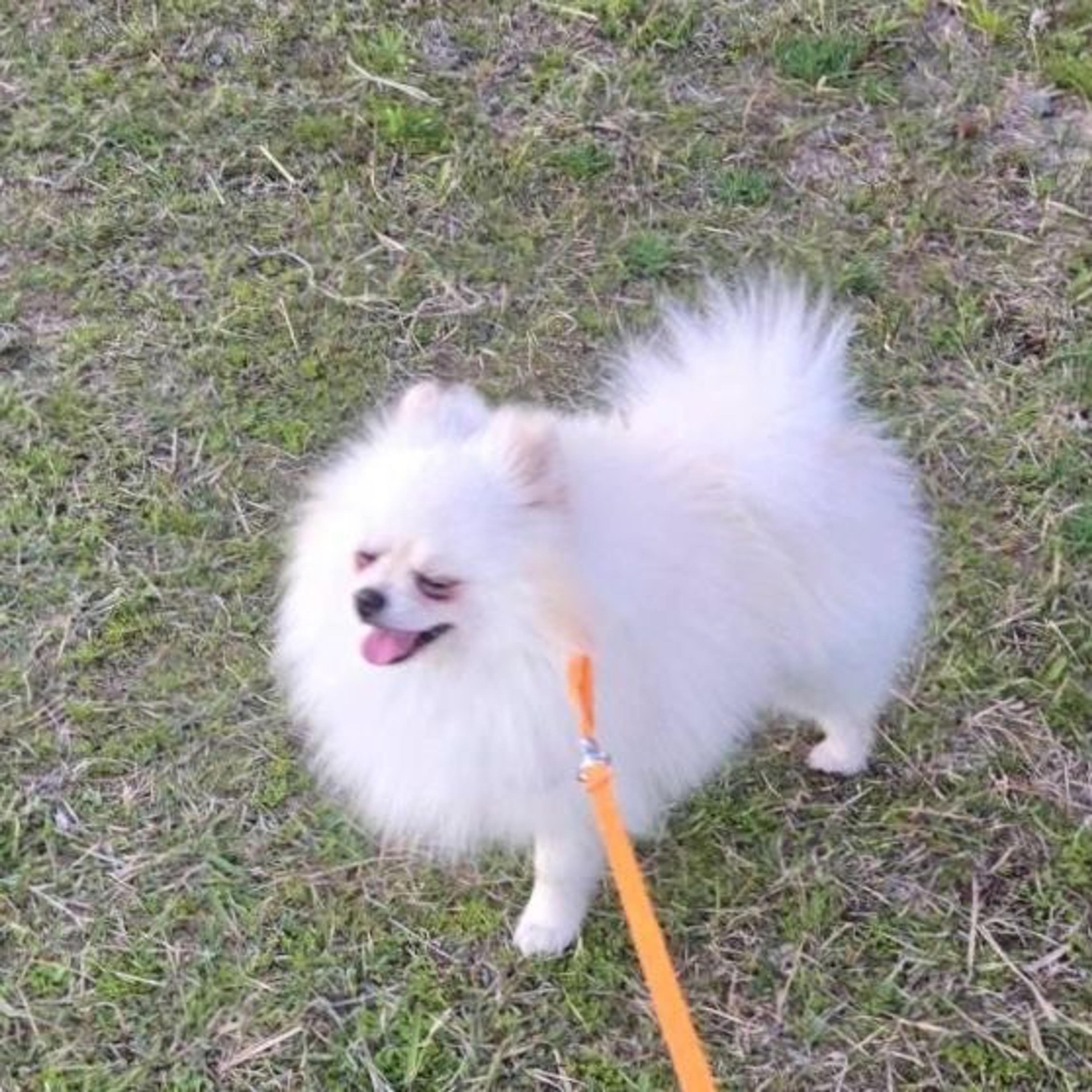 pet-image-7