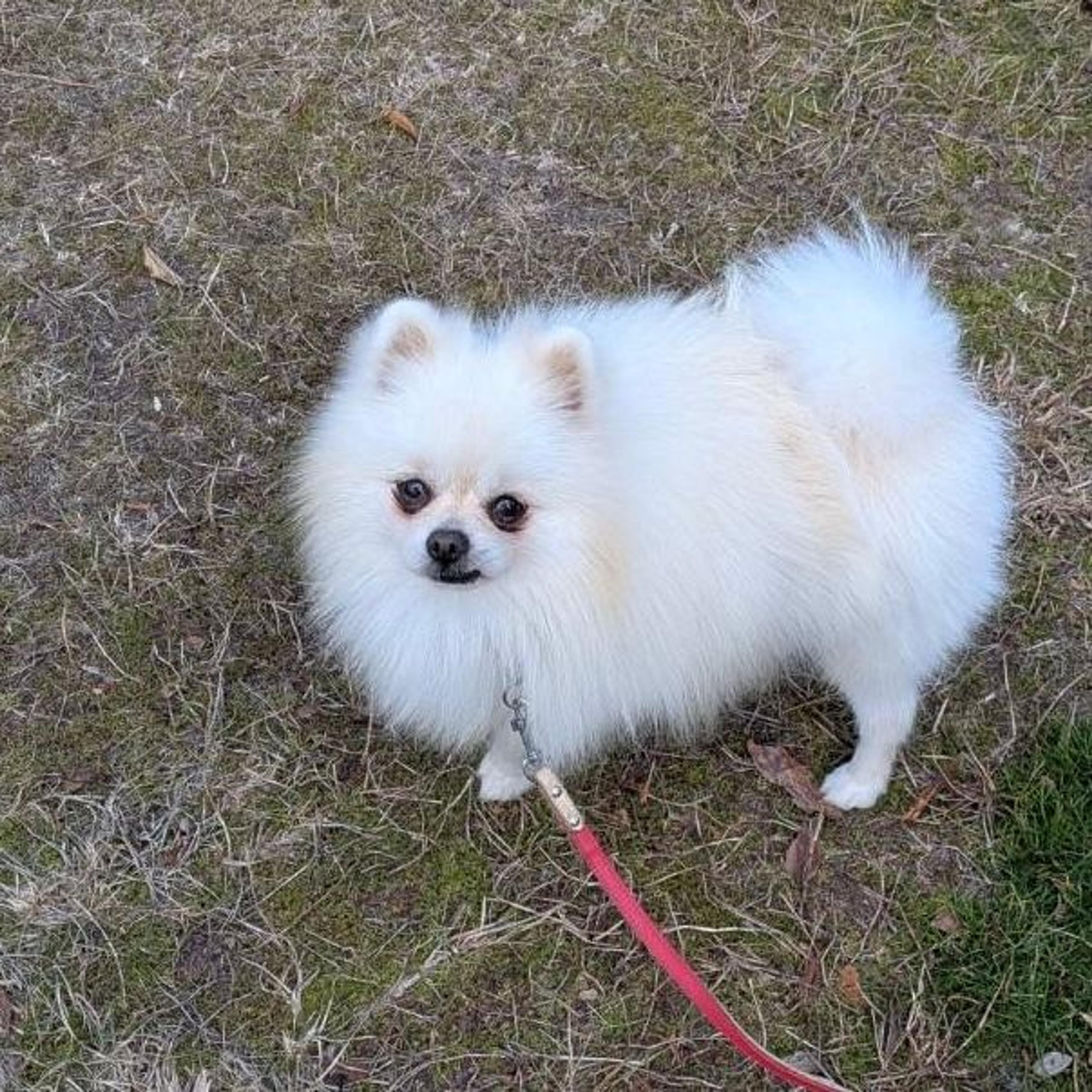pet-image-8