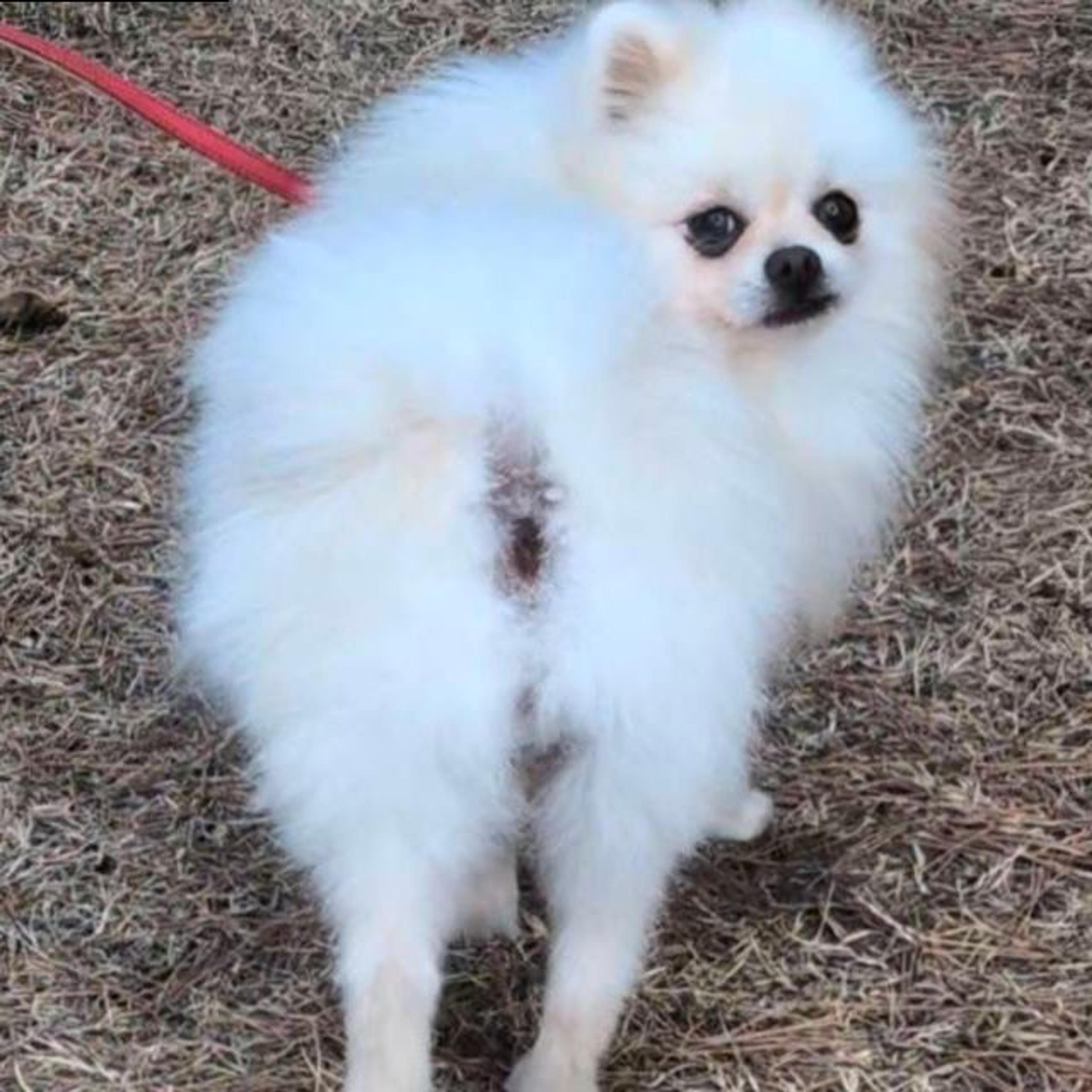 pet-image-9