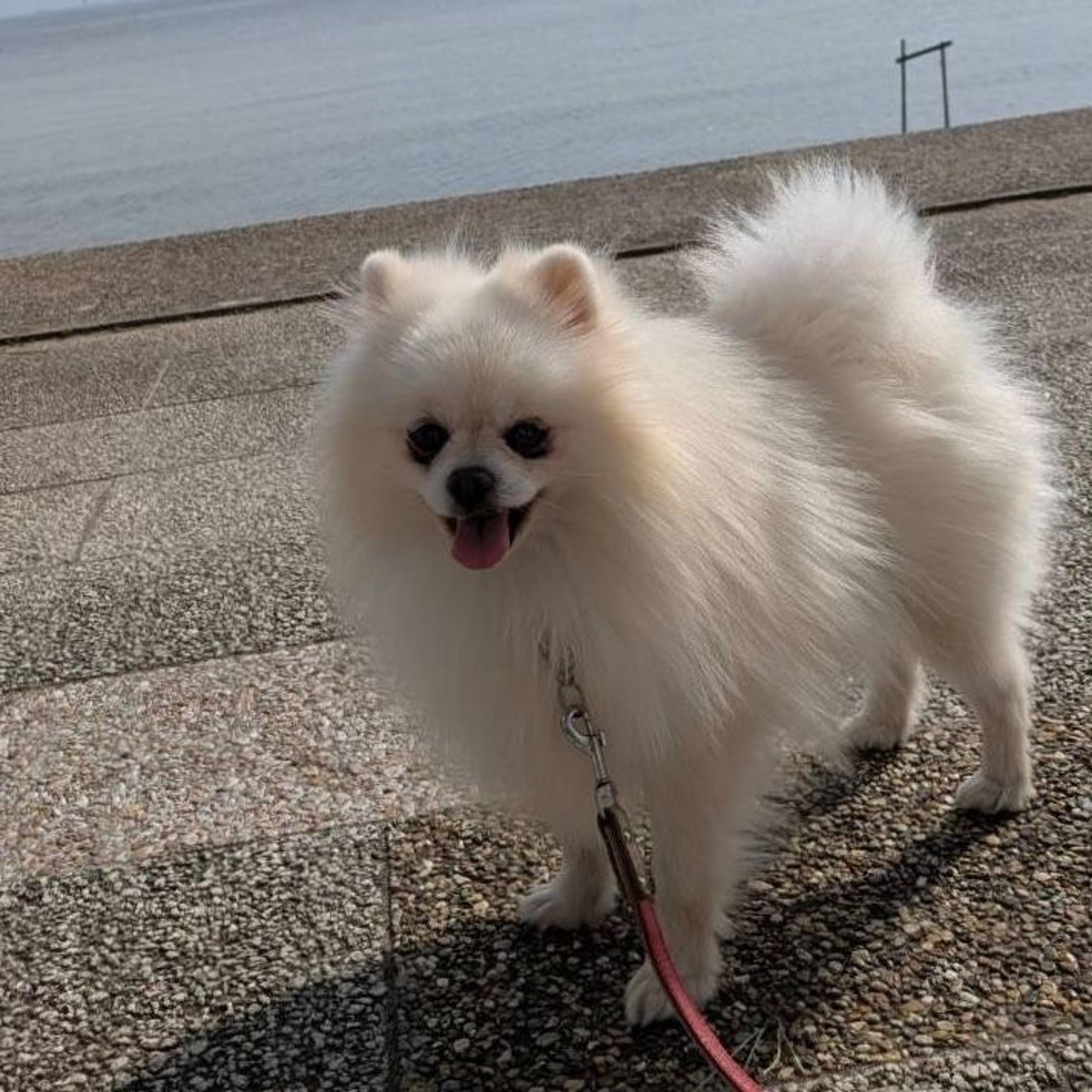 pet-image-10