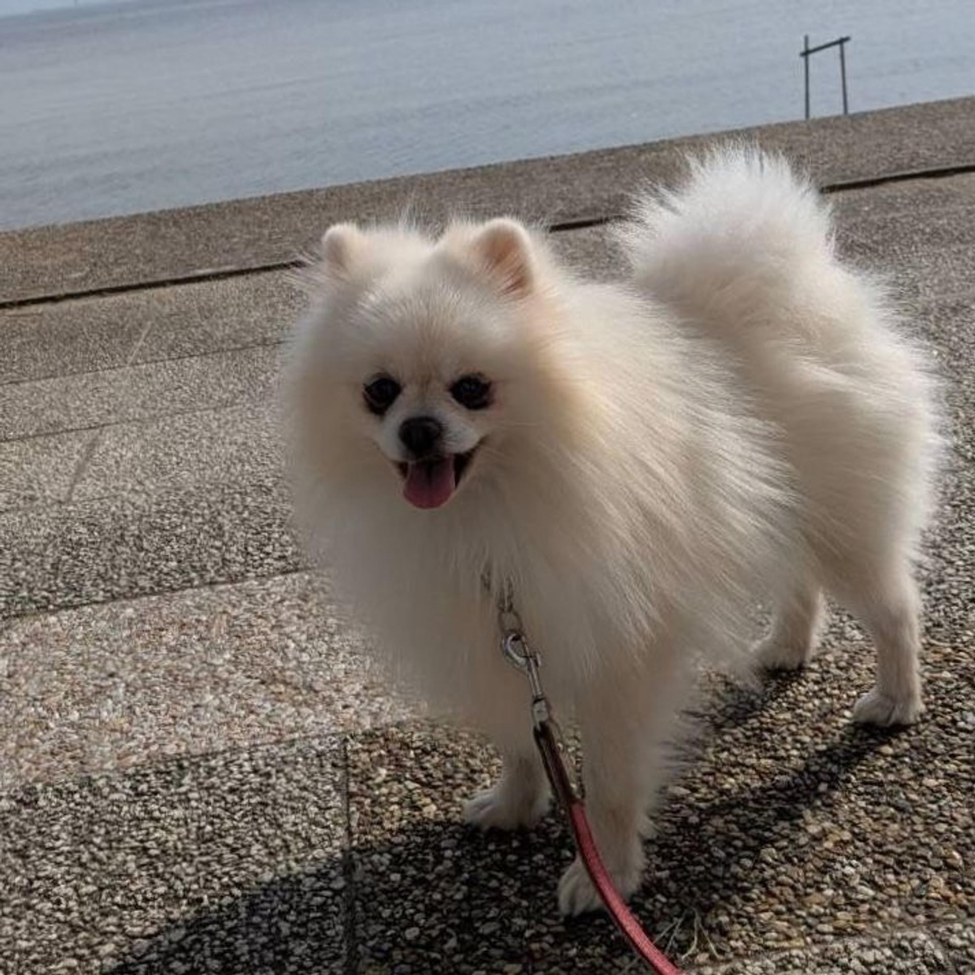 pet-image-10