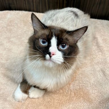 ラグドール・オスの里親募集の写真