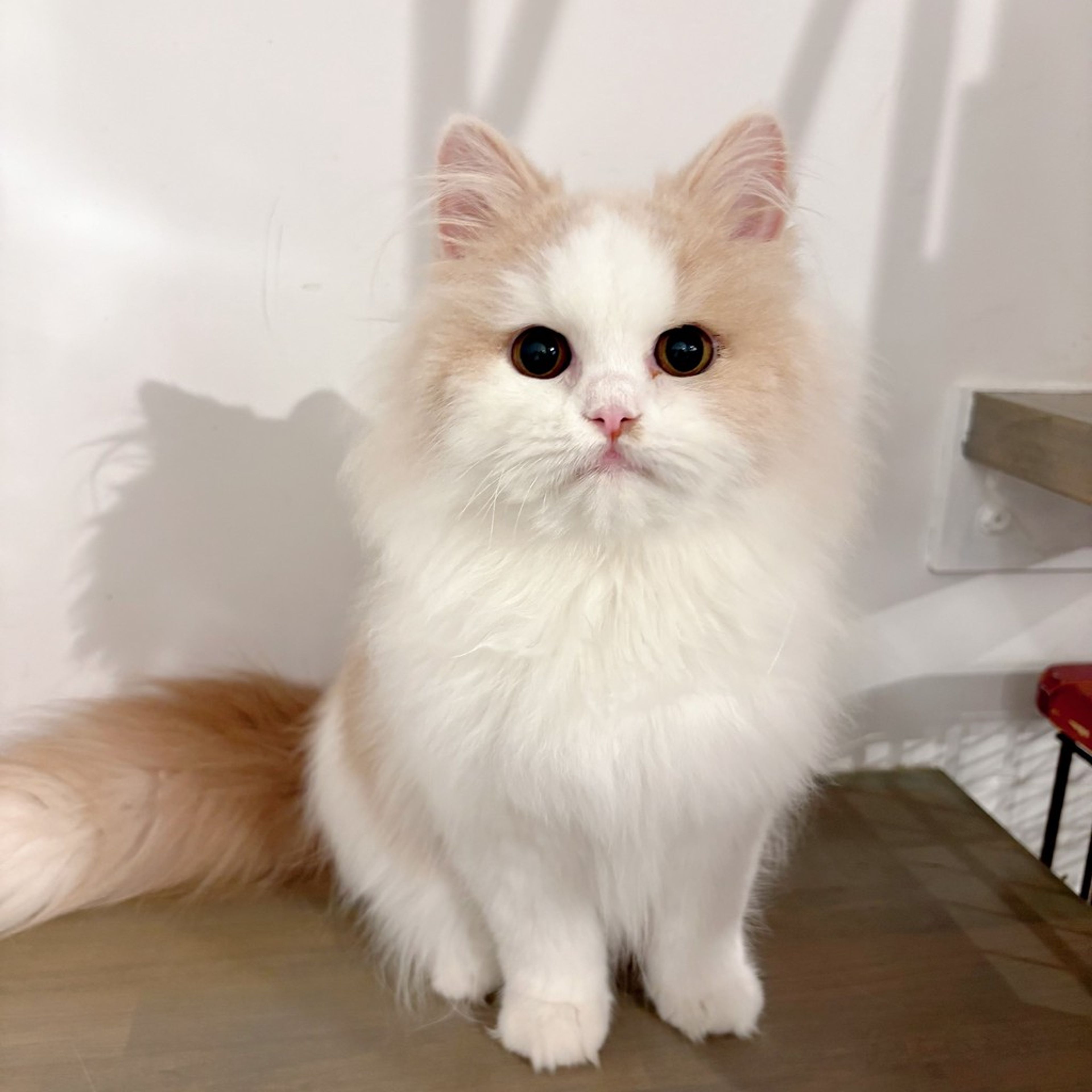 サイベリアン・オスの里親募集の写真