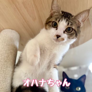 雑種（ミックス猫）・メスの里親募集の写真