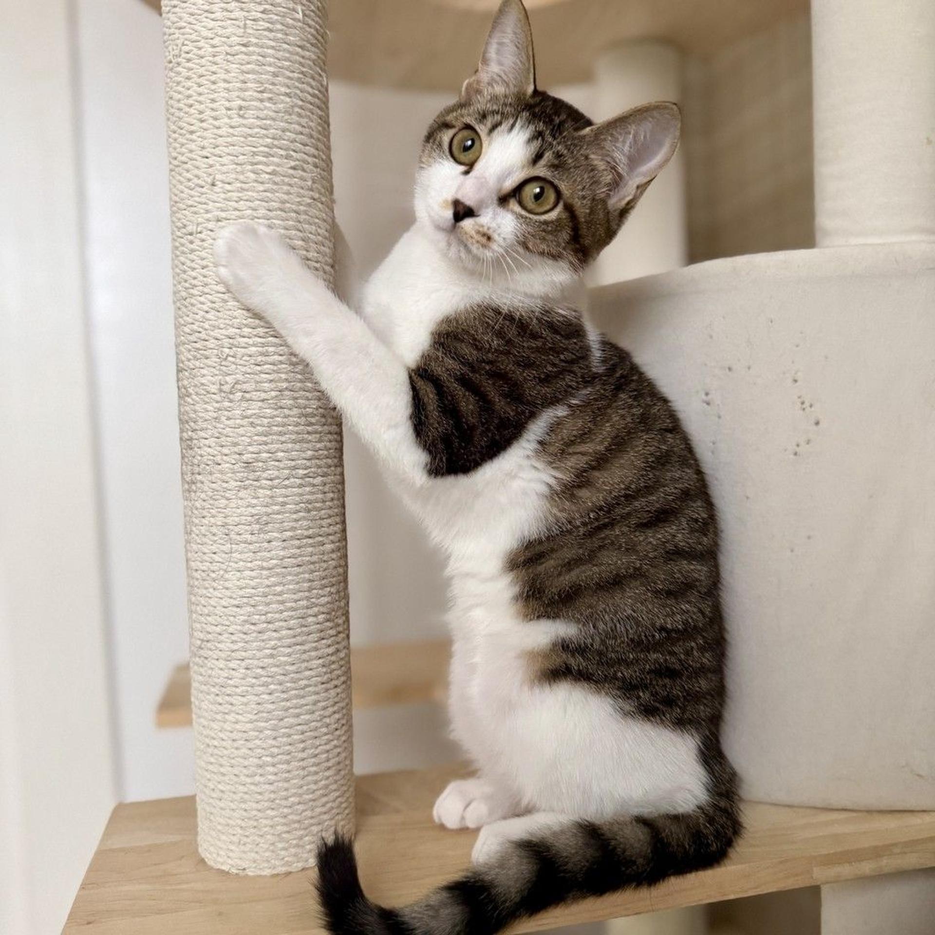 pet-image-3