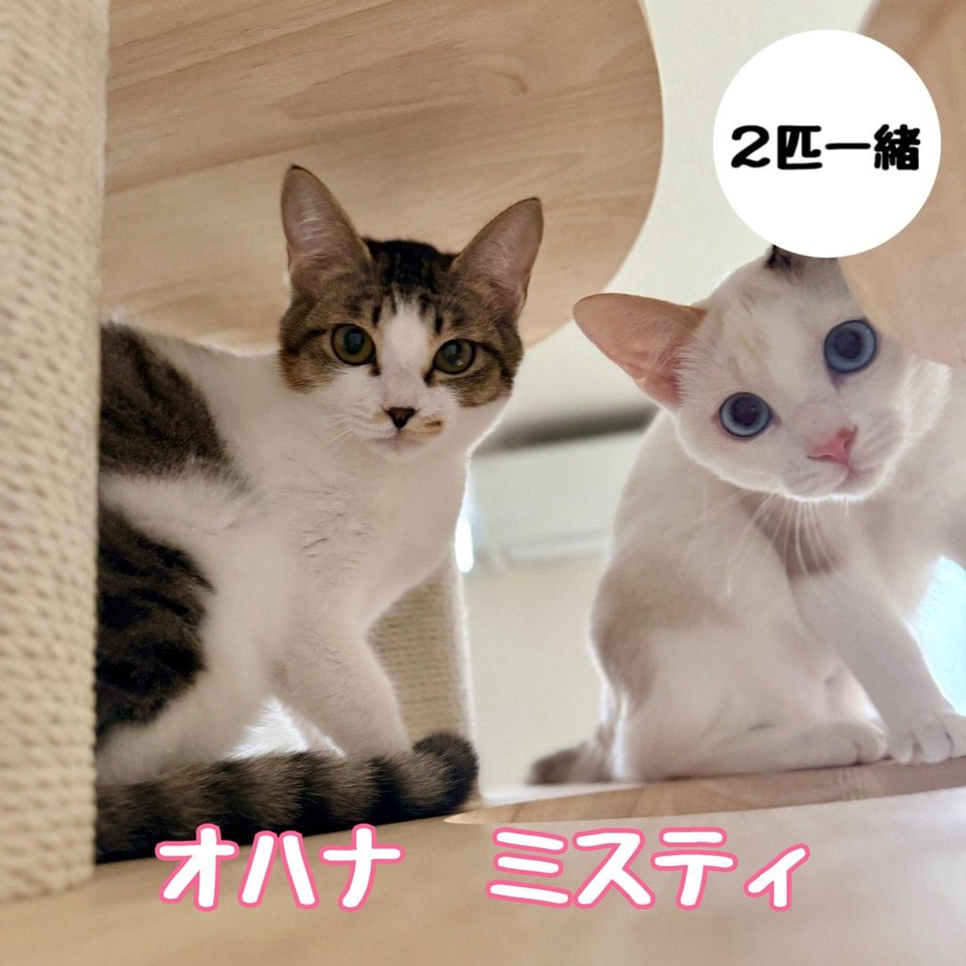 pet-image-4