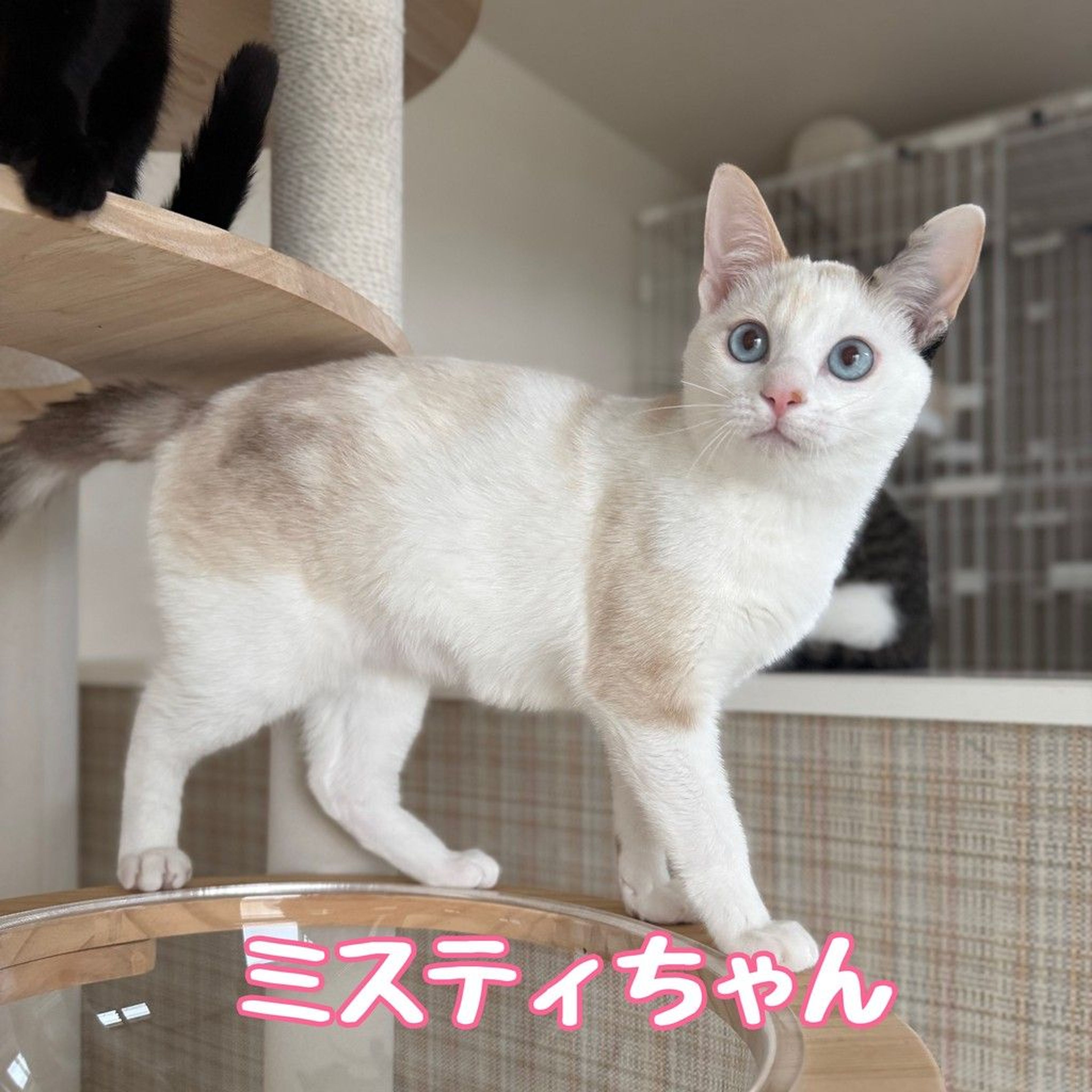 雑種（ミックス猫）・メスの里親募集の写真