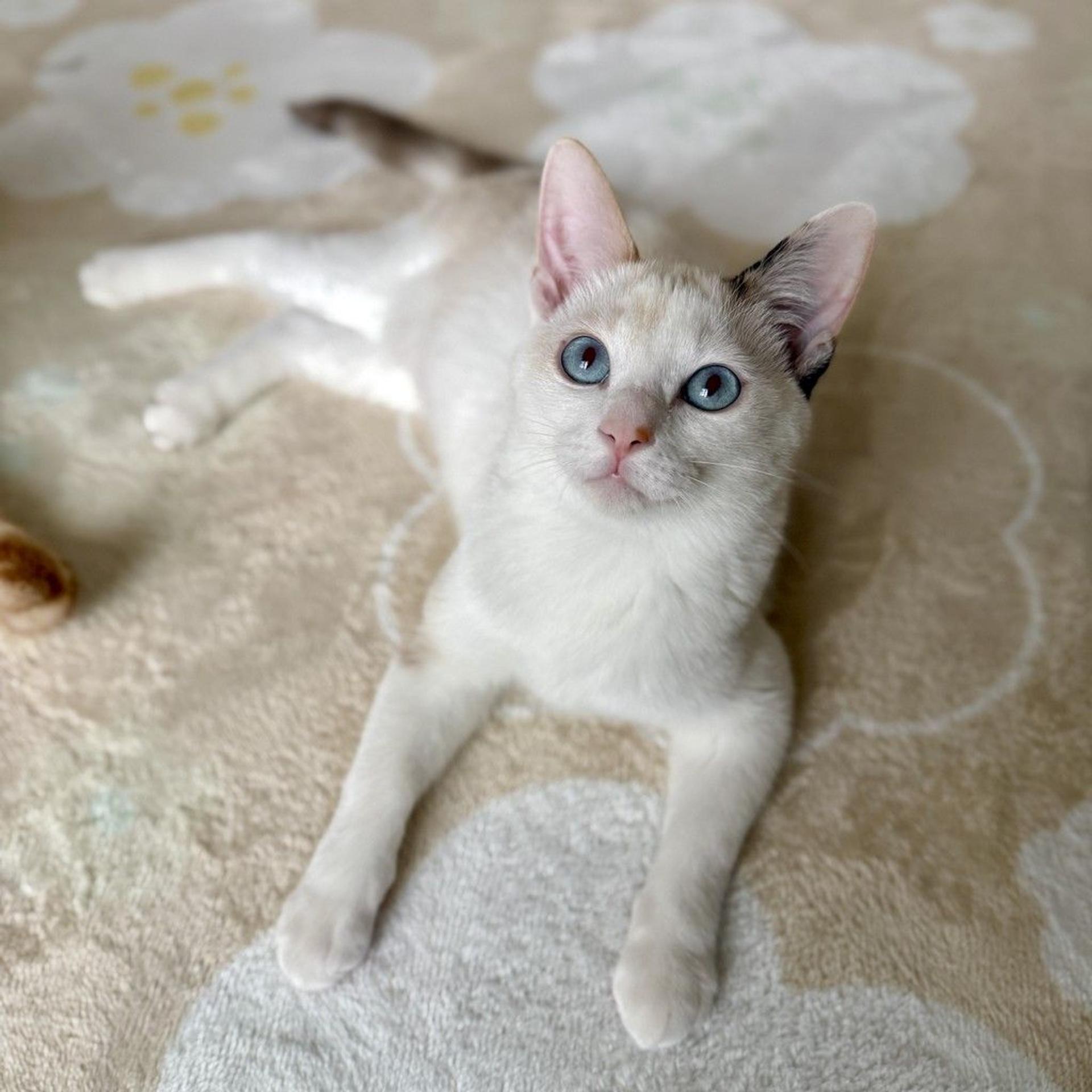 pet-image-2