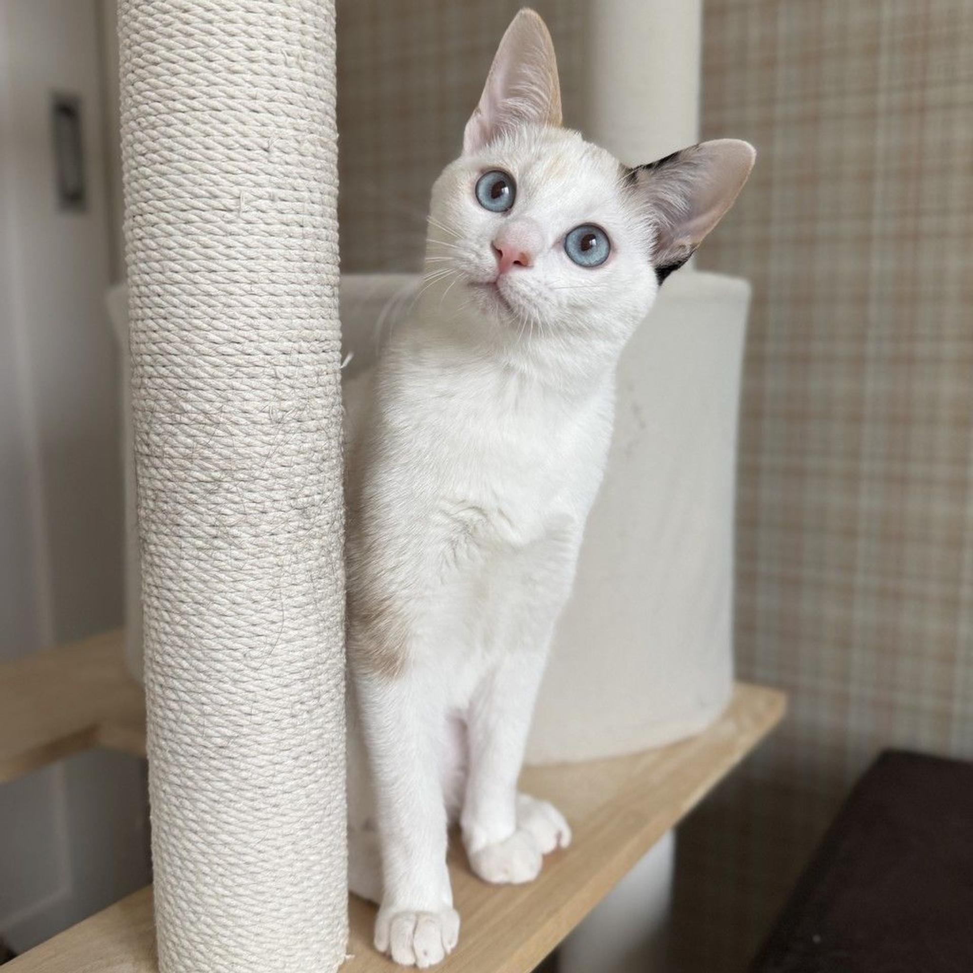 pet-image-3