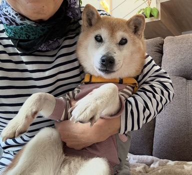柴犬・メスの里親募集の写真