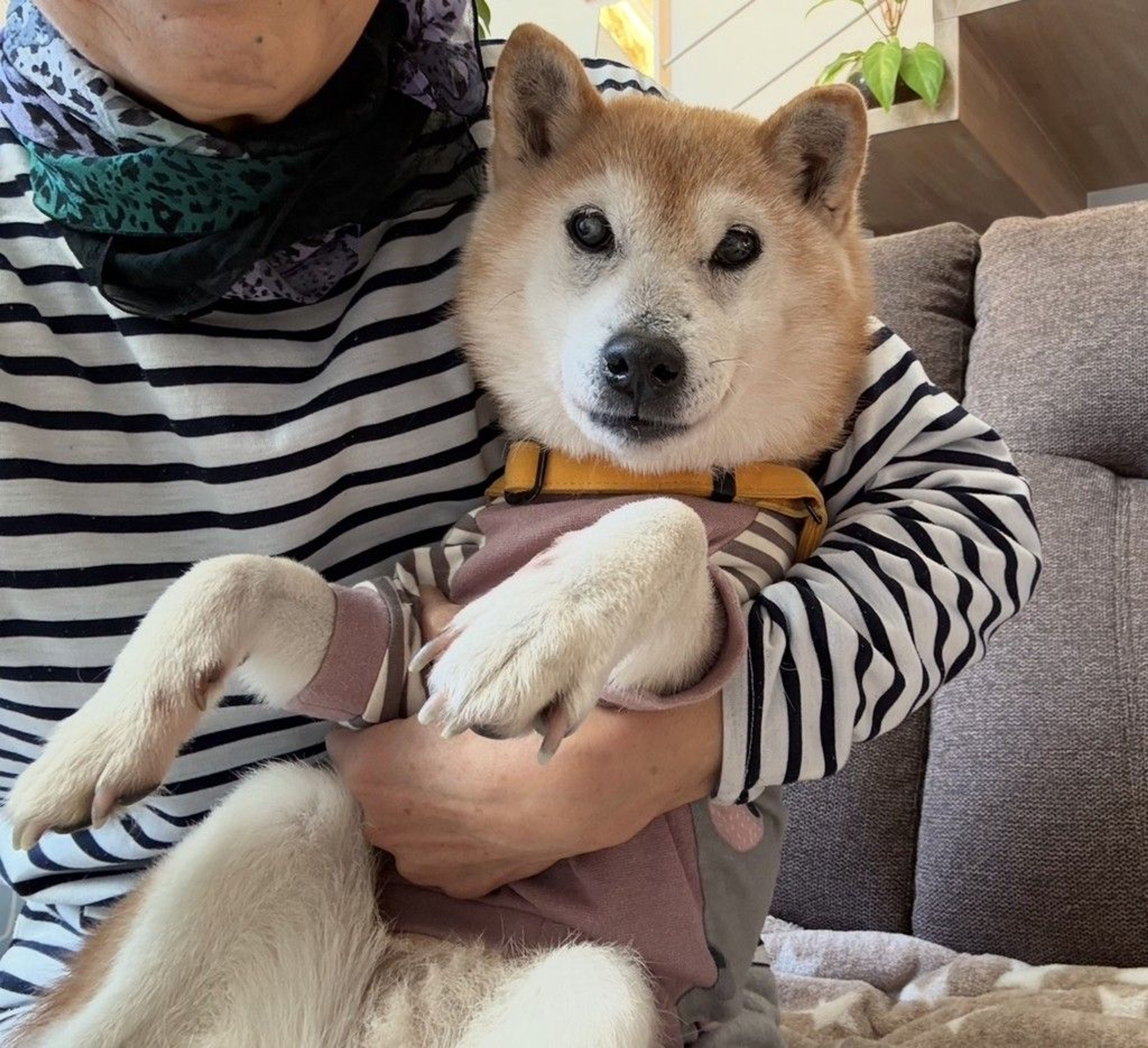柴犬・メスの里親募集の写真