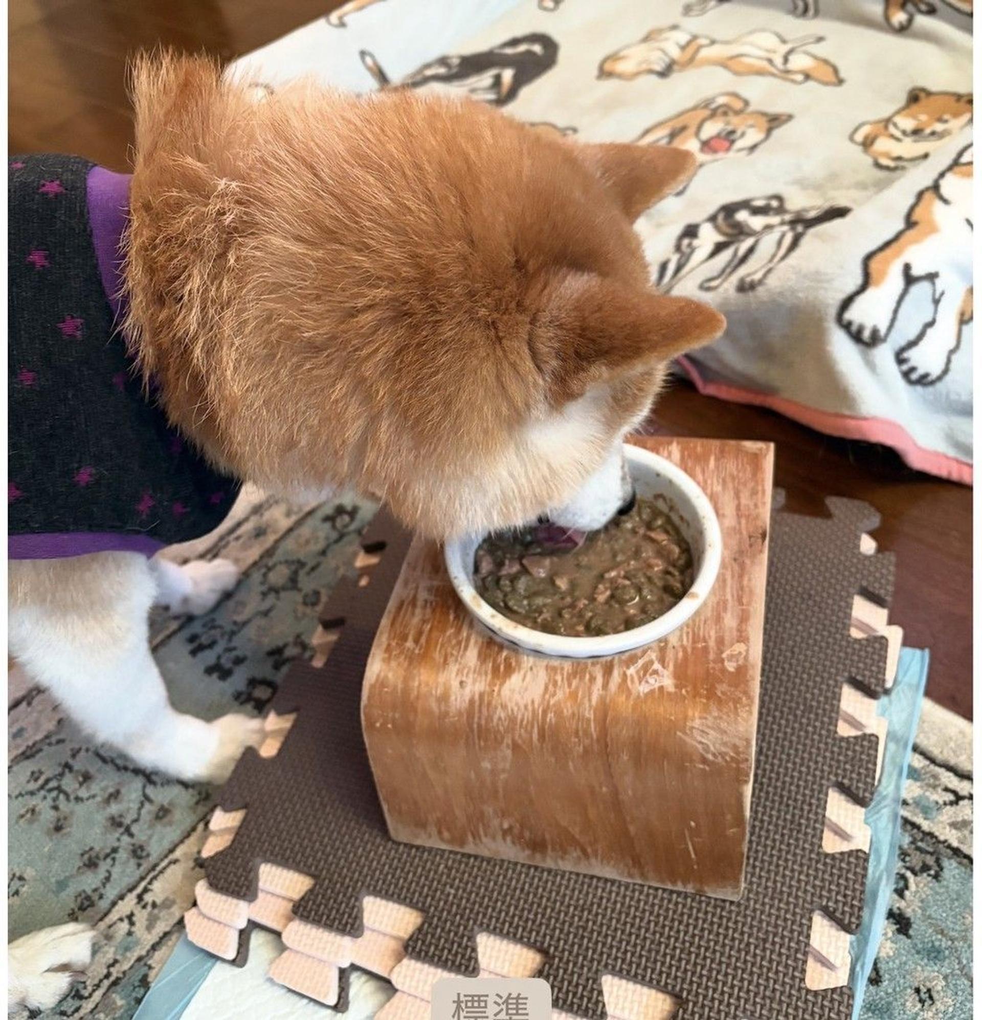 pet-image-4