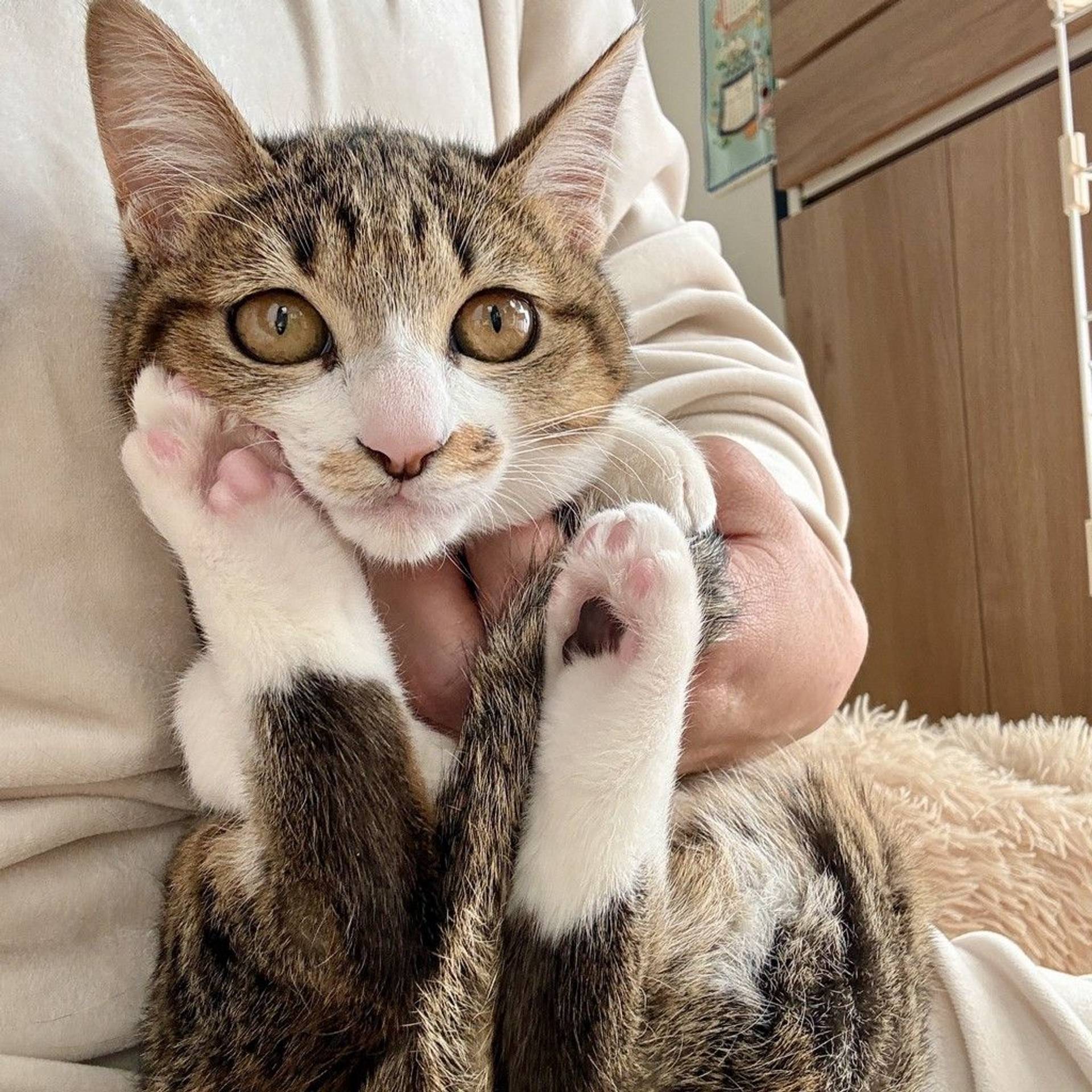 雑種（ミックス猫）・メスの里親募集の写真