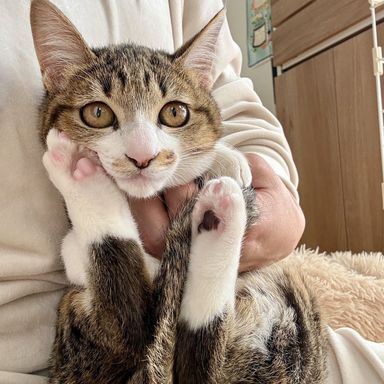 雑種（ミックス猫）・メスの里親募集の写真