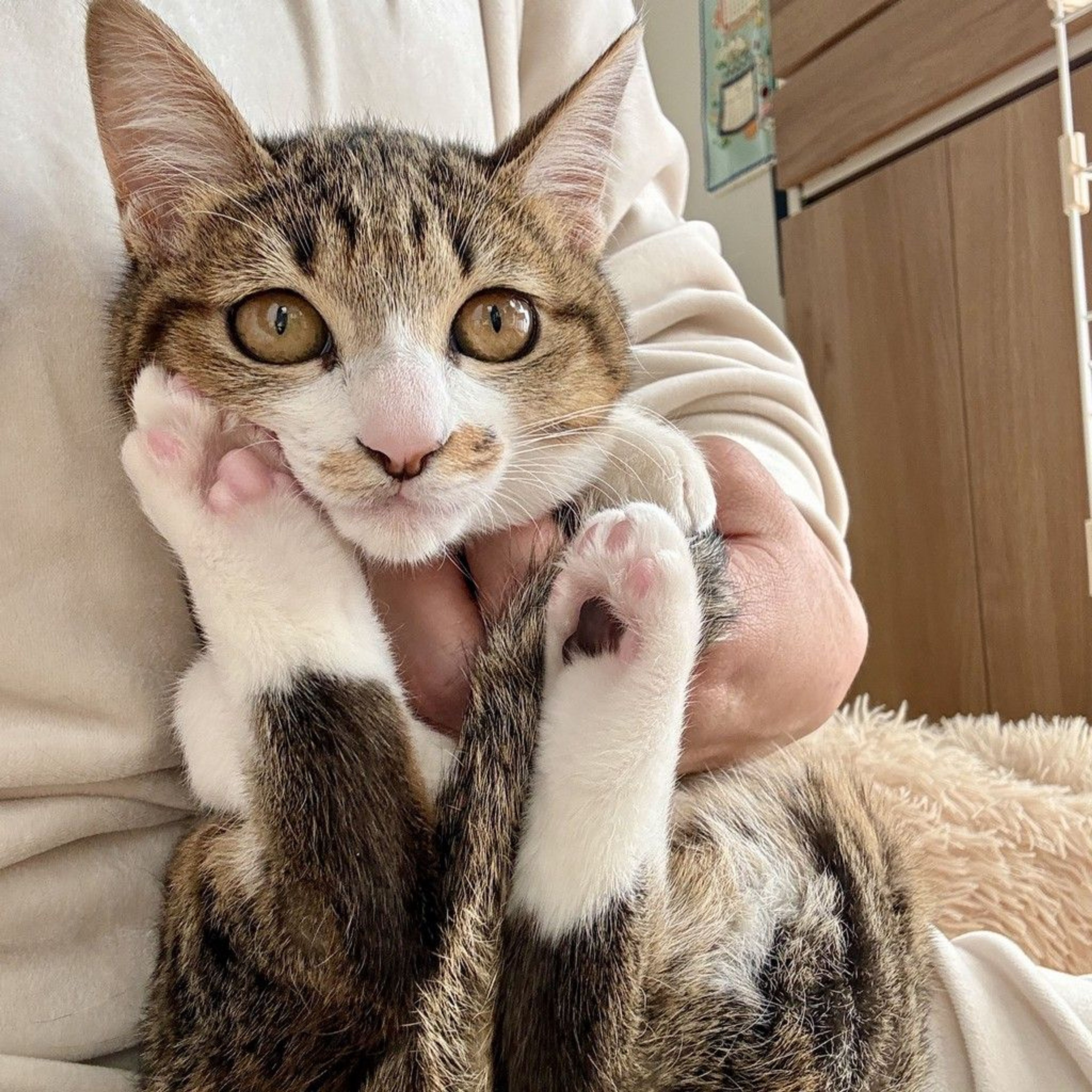 雑種（ミックス猫）・メスの里親募集の写真