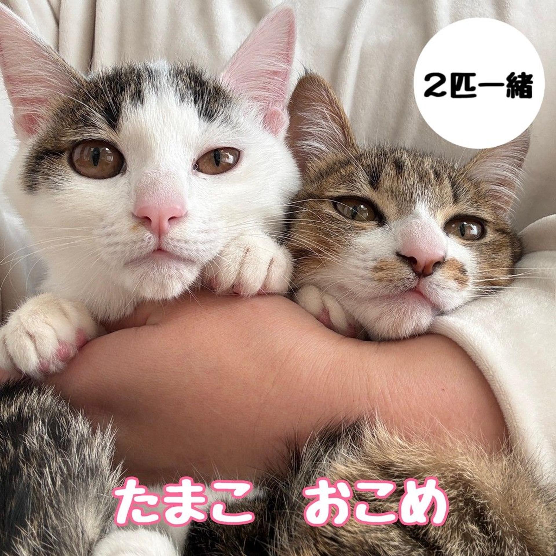 pet-image-3