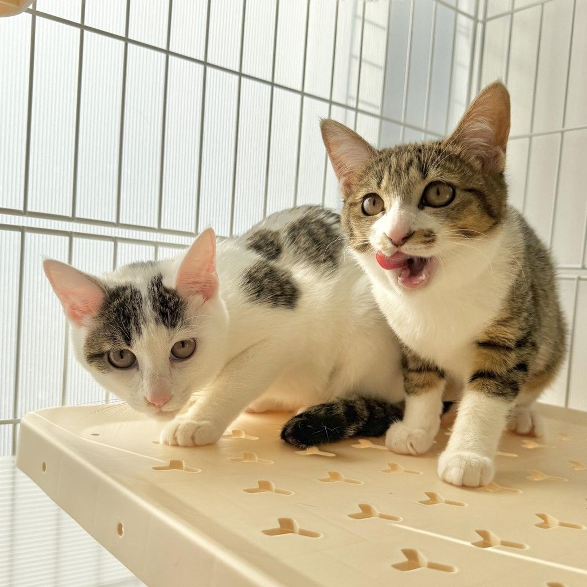 pet-image-5