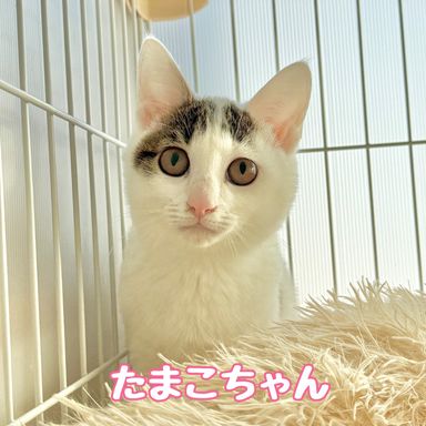 雑種（ミックス猫）・メスの里親募集の写真