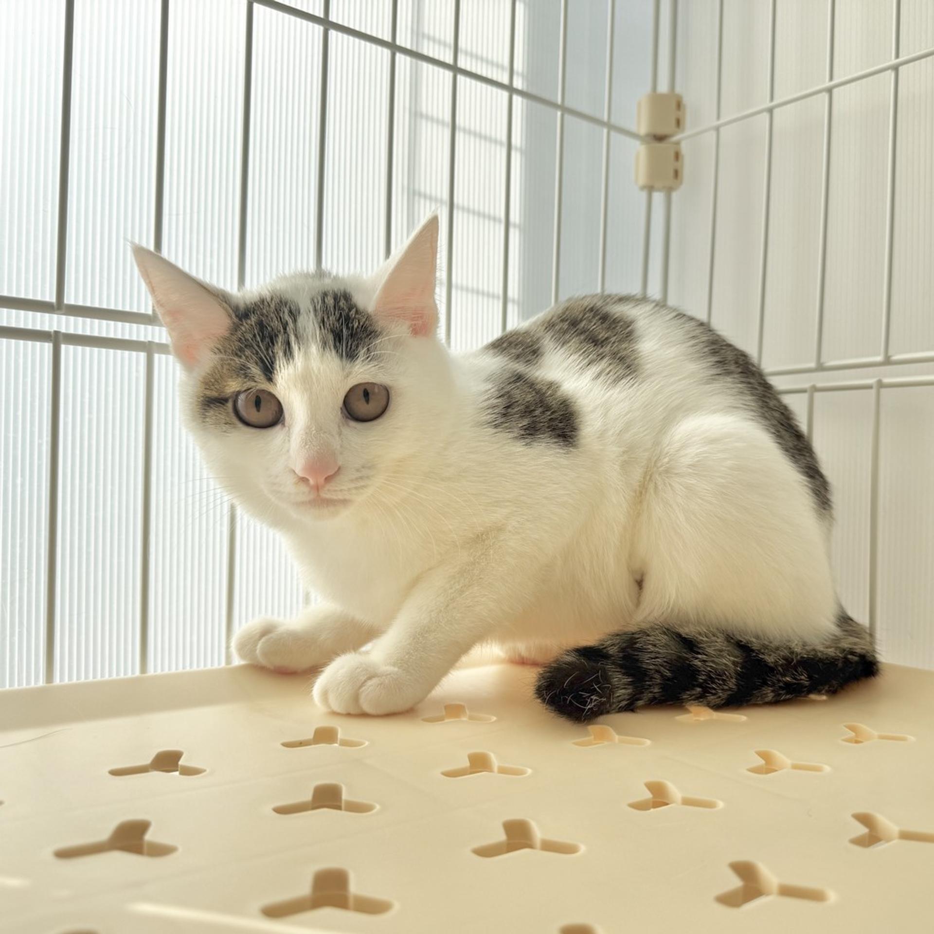 pet-image-2