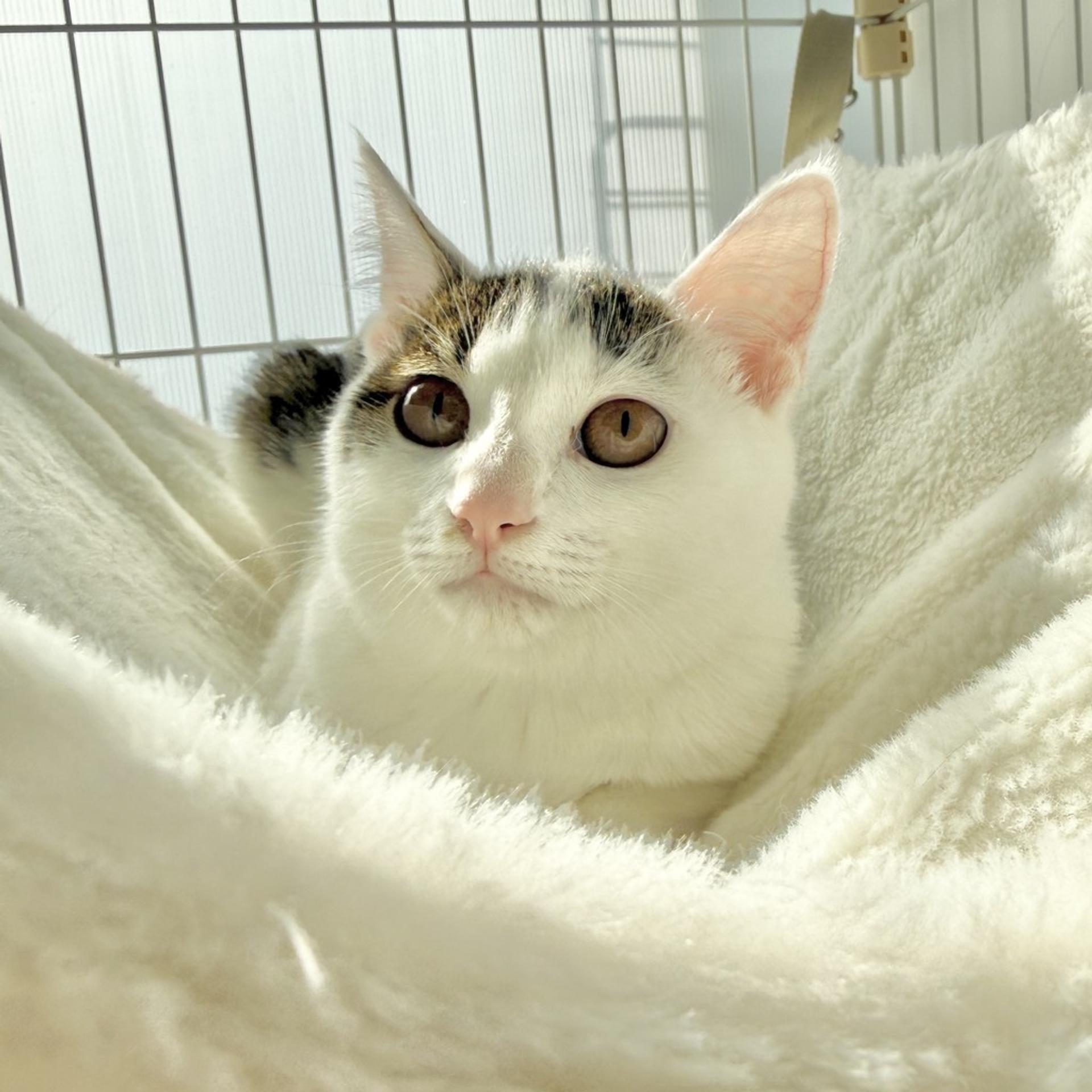 pet-image-3