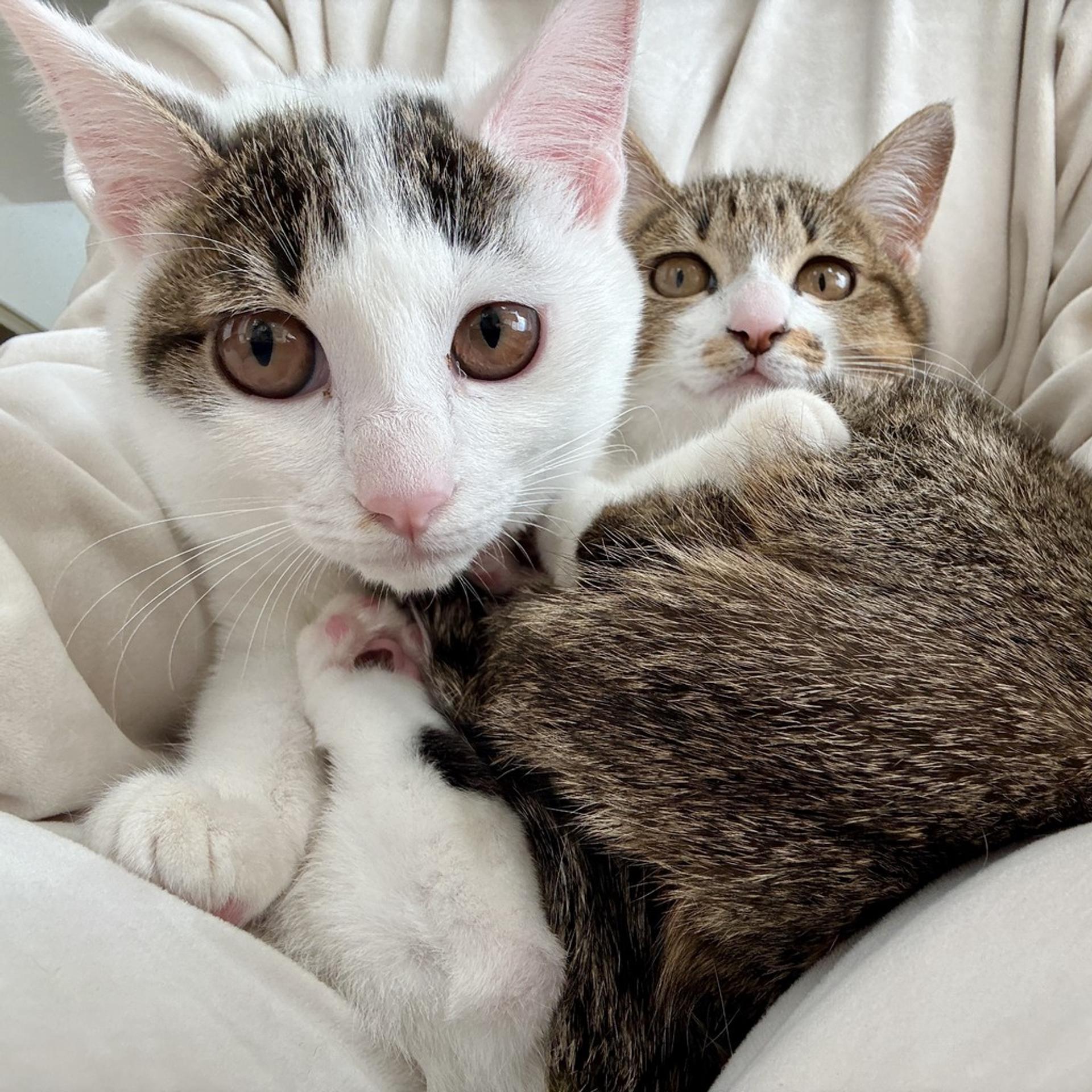 pet-image-5