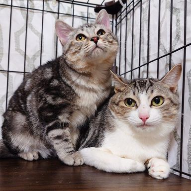 雑種（ミックス猫）・メスの里親募集の写真