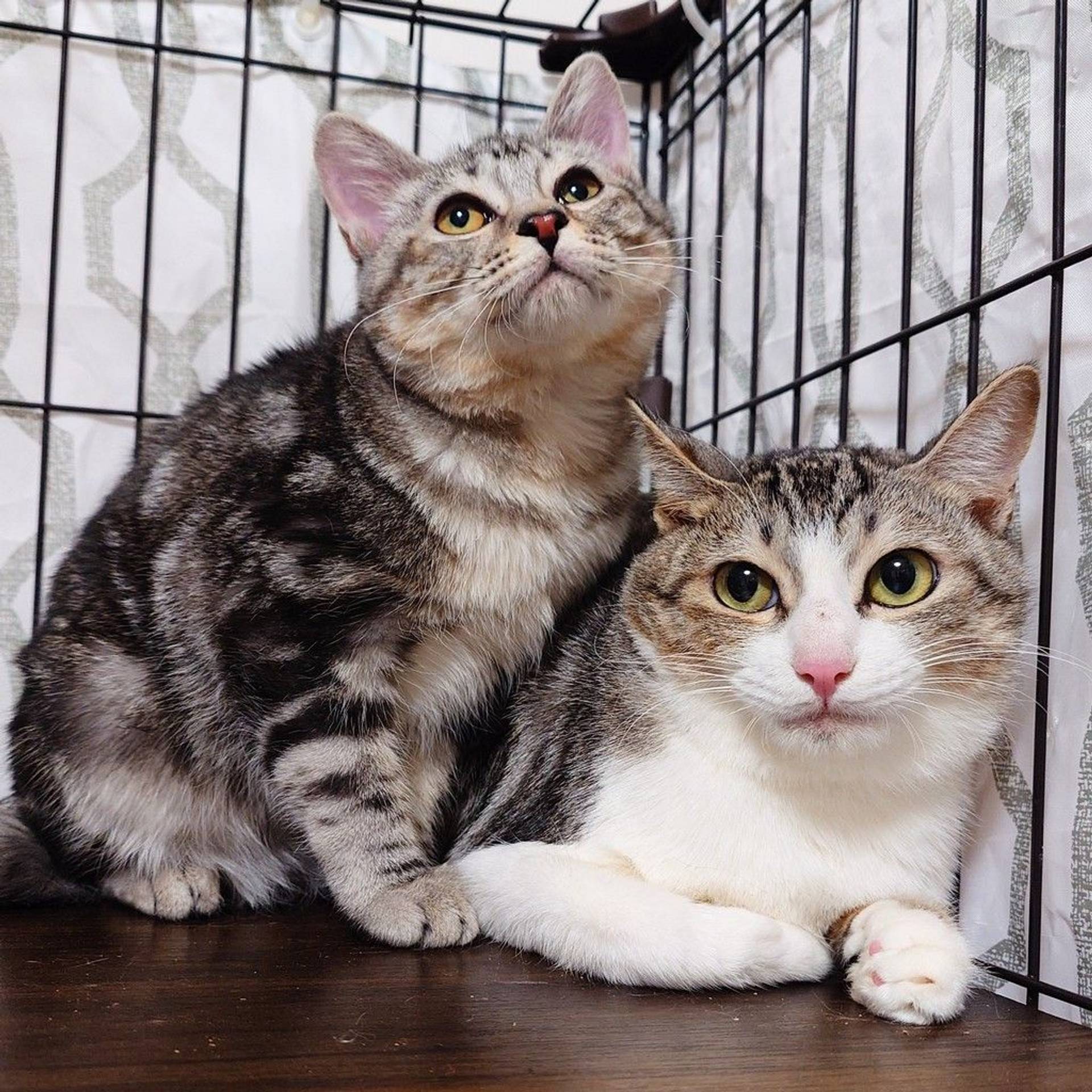 雑種（ミックス猫）・メスの里親募集の写真