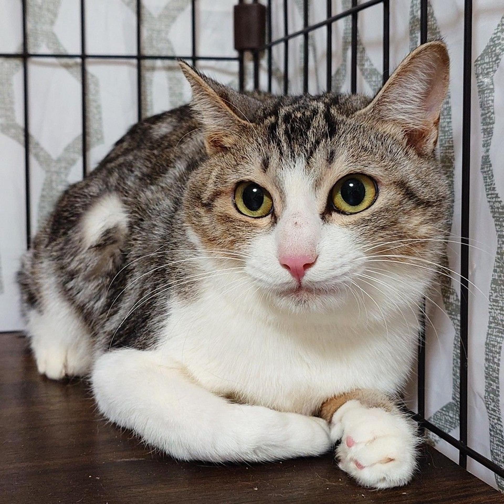 pet-image-3