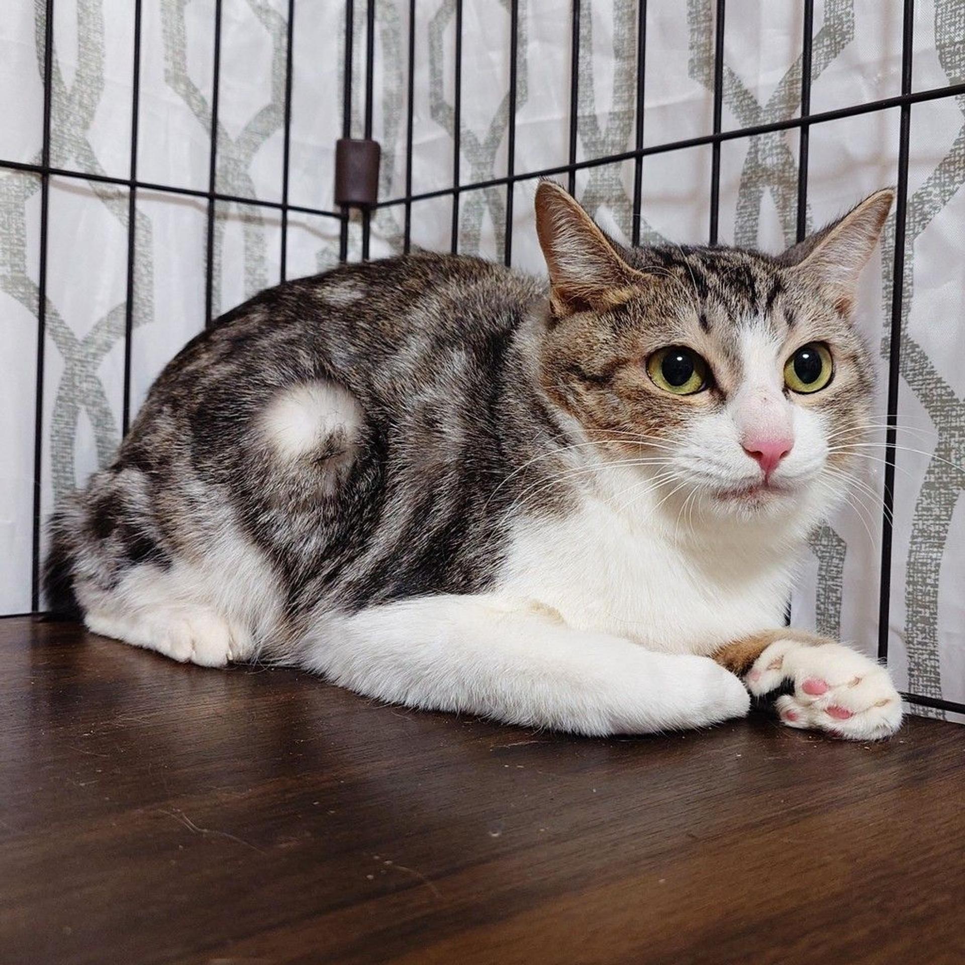 pet-image-4