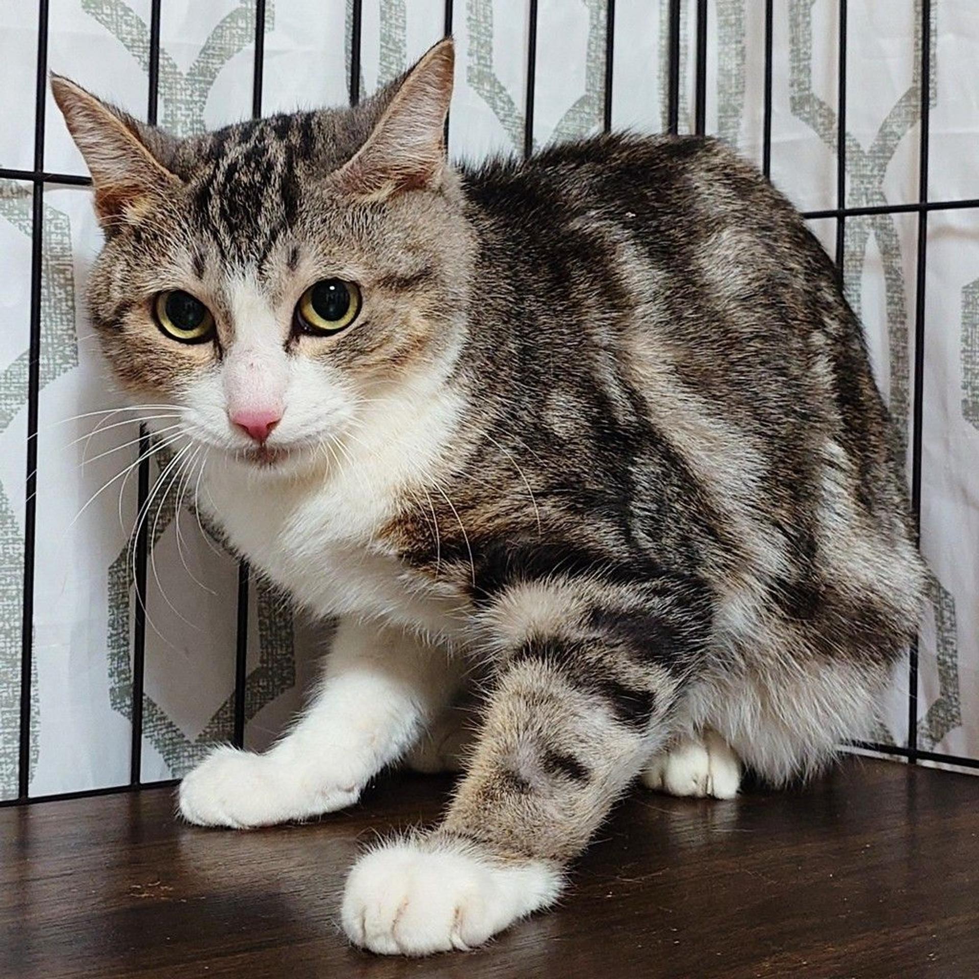 pet-image-5