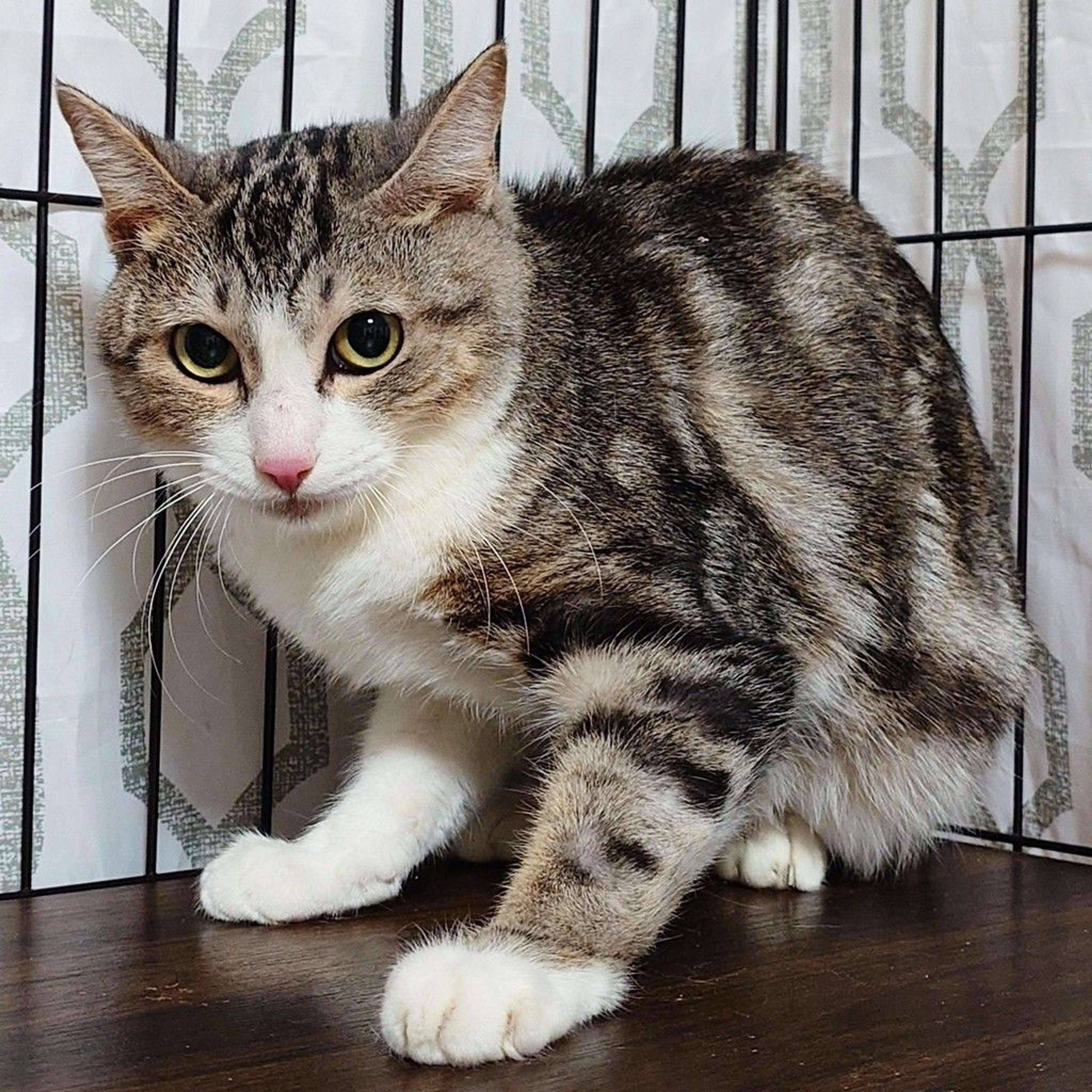 pet-image-5