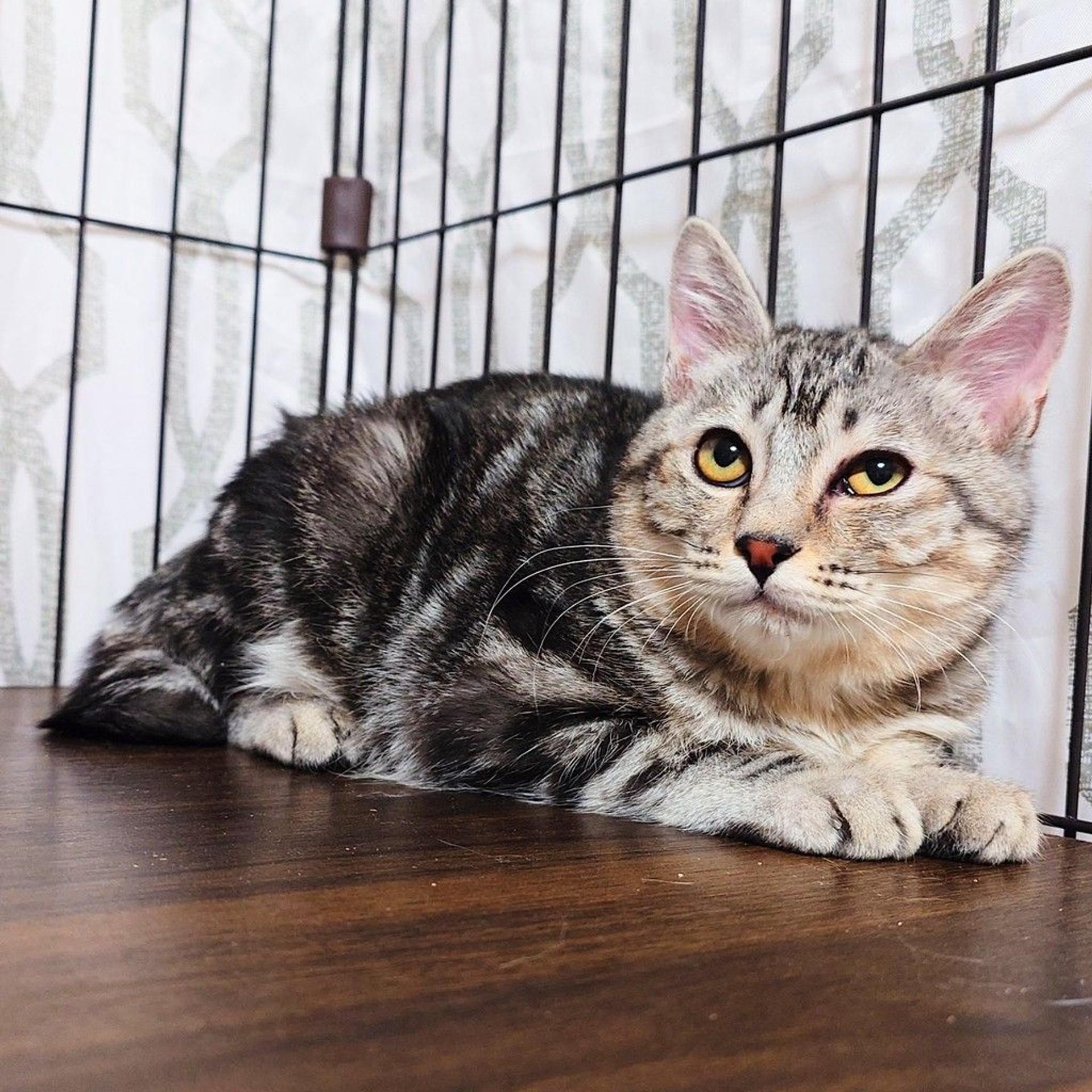 pet-image-7