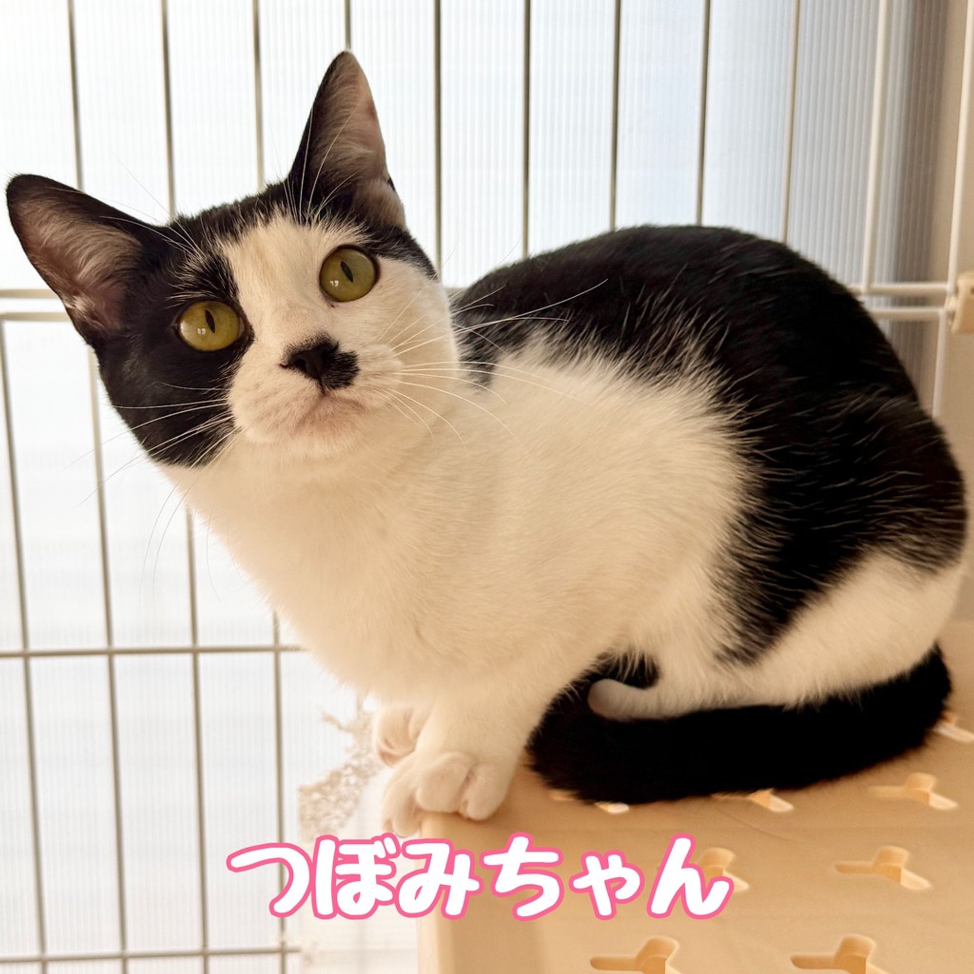 雑種（ミックス猫）・メスの里親募集の写真