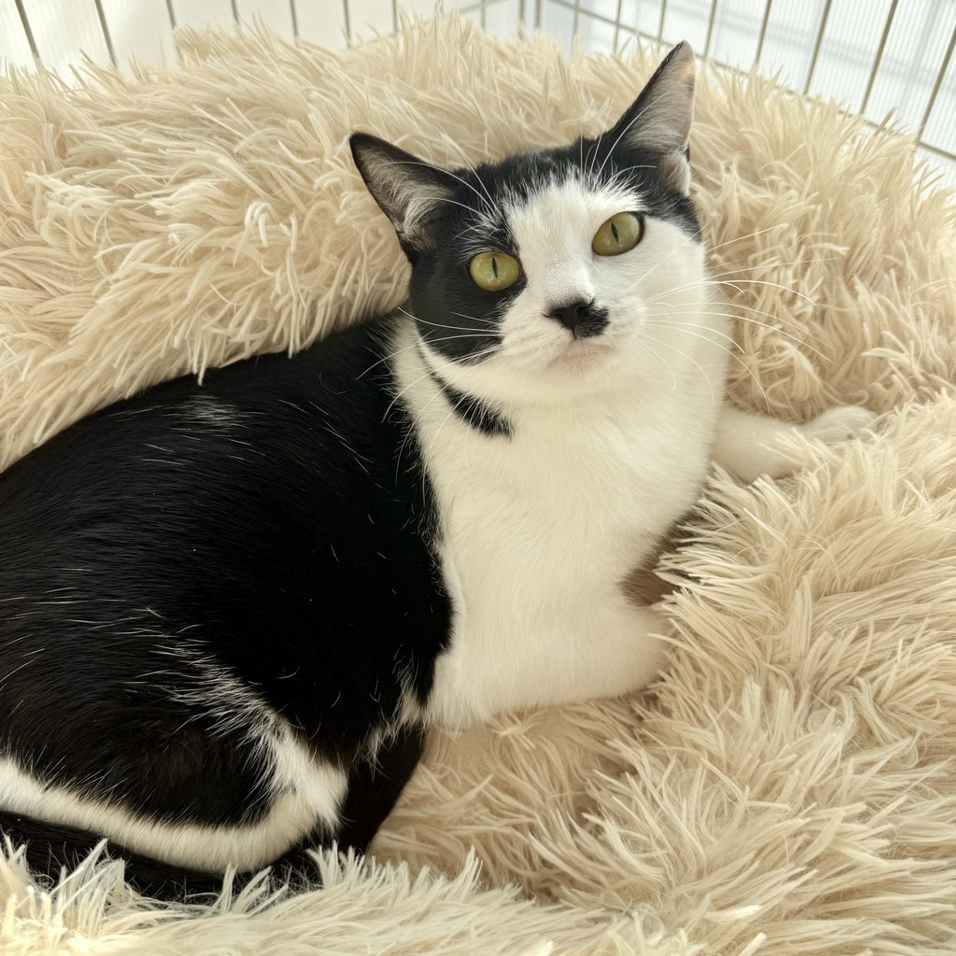 pet-image-2