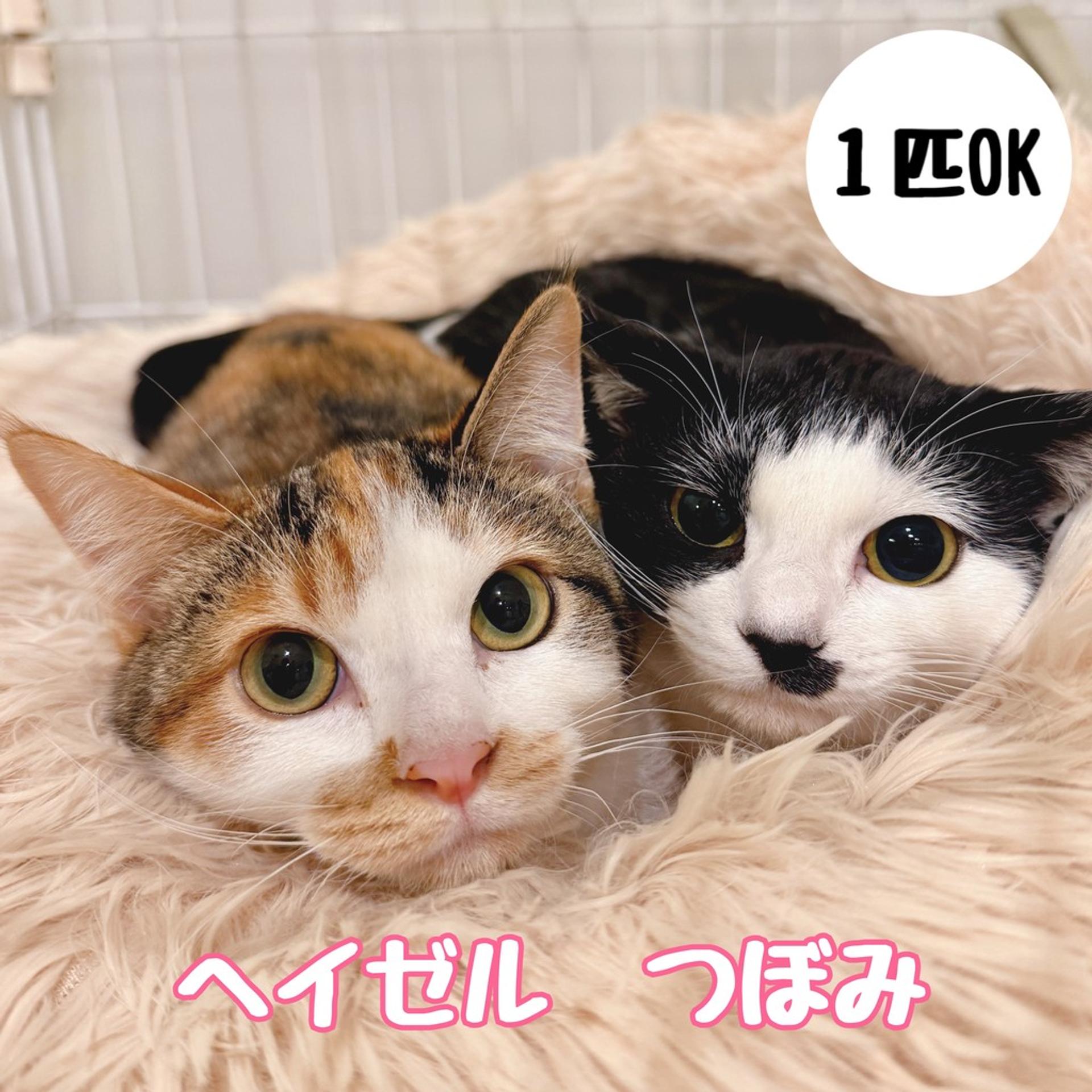 pet-image-4
