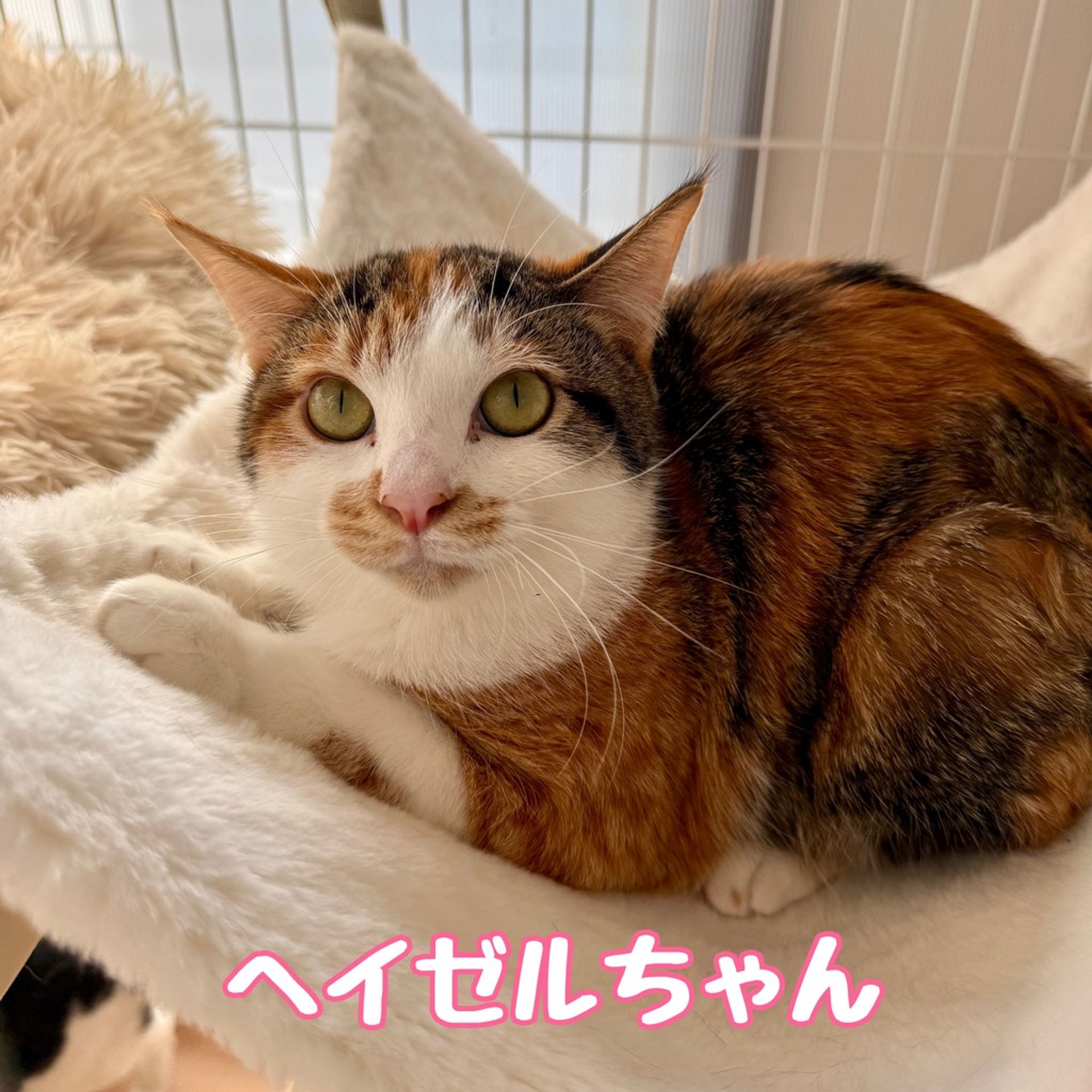 雑種（ミックス猫）・メスの里親募集の写真