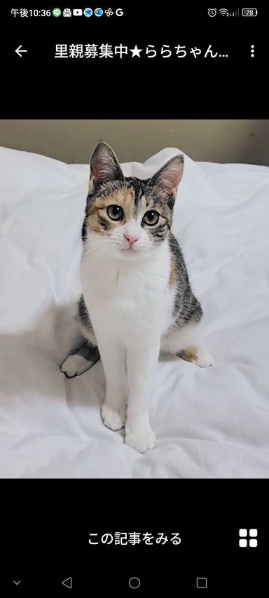 雑種（ミックス猫）・メスの里親募集の写真