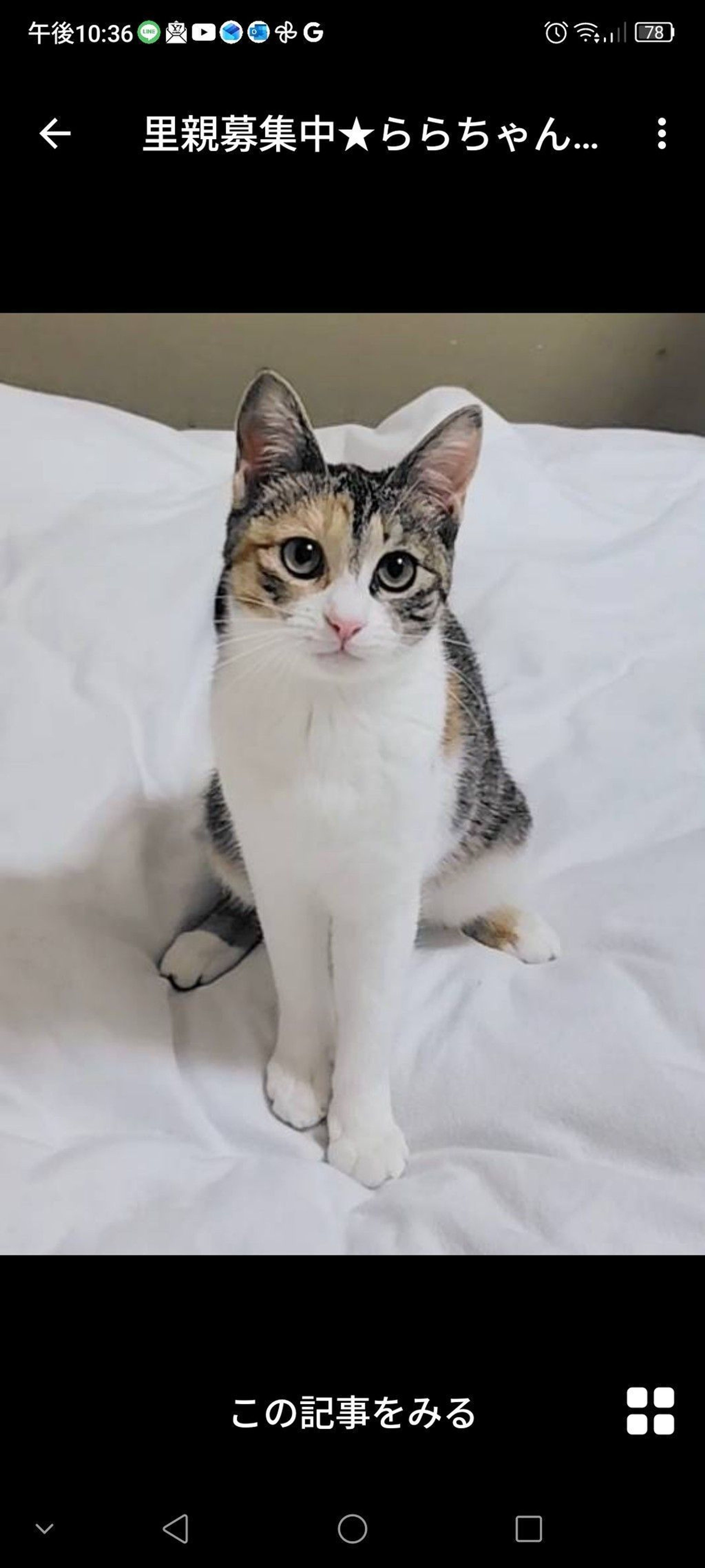 雑種（ミックス猫）・メスの里親募集の写真