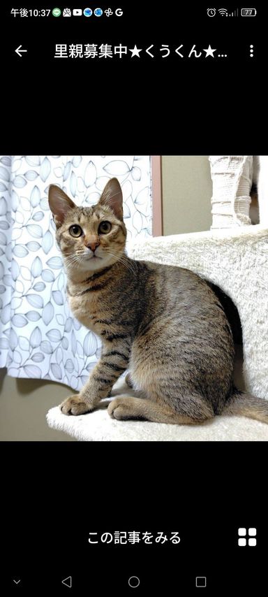 雑種（ミックス猫）・オスの里親募集の写真