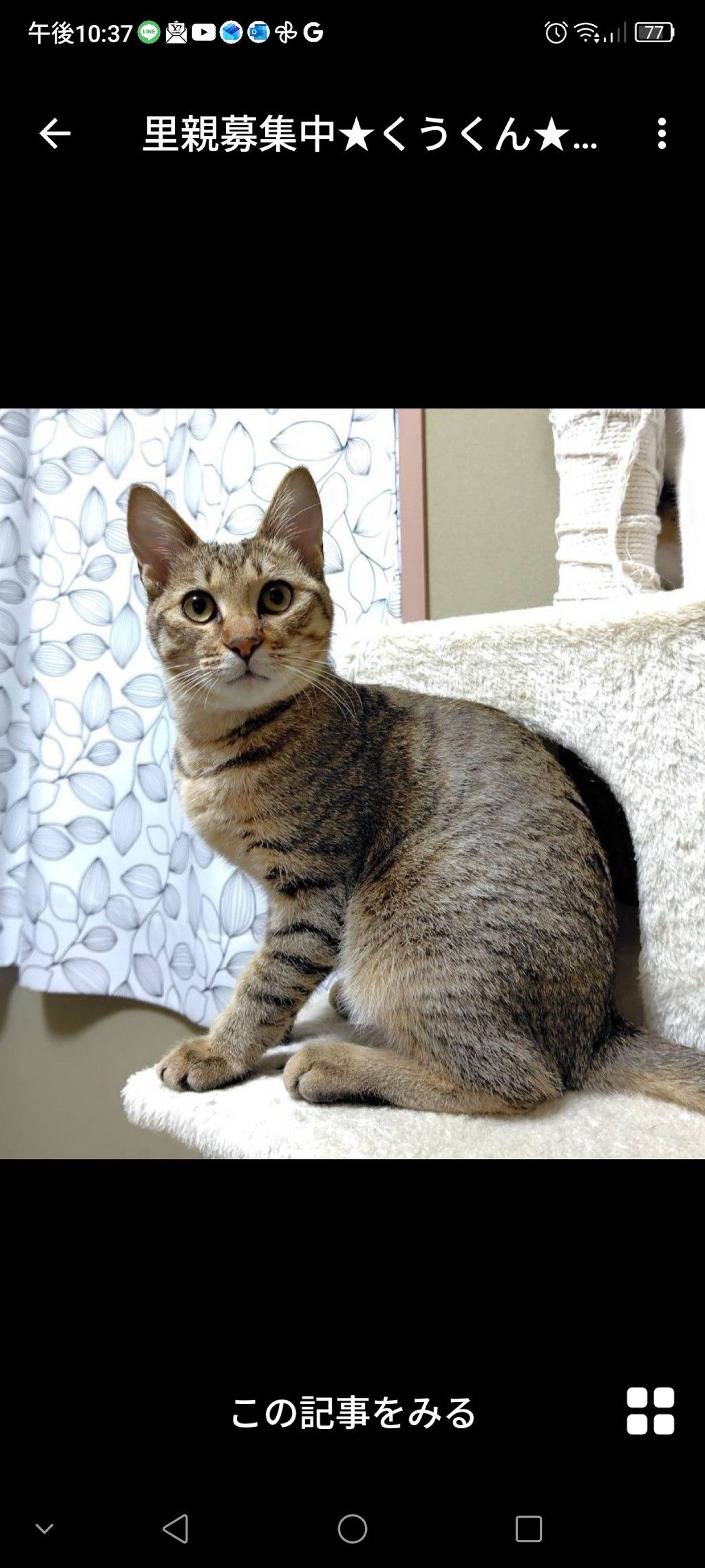 雑種（ミックス猫）・オスの里親募集の写真