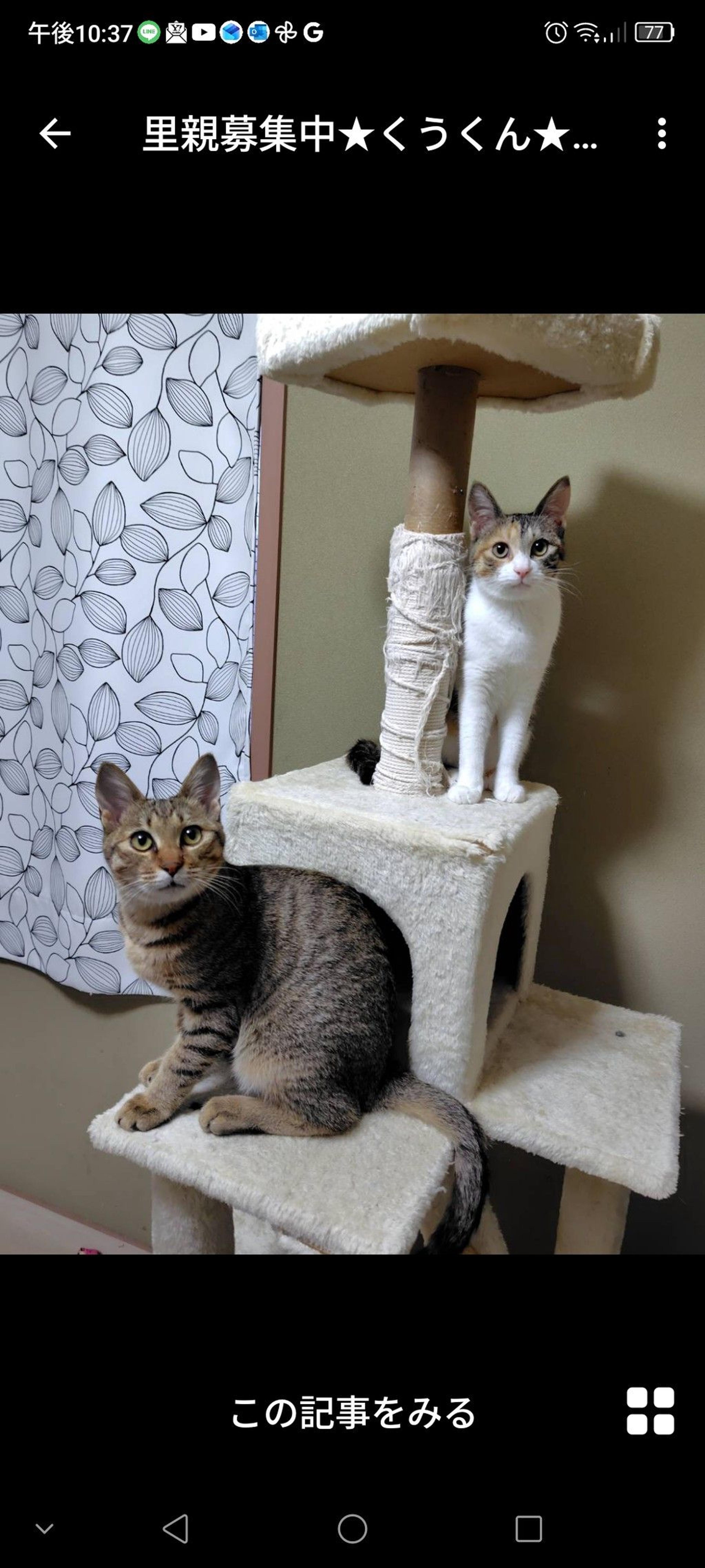 pet-image-2