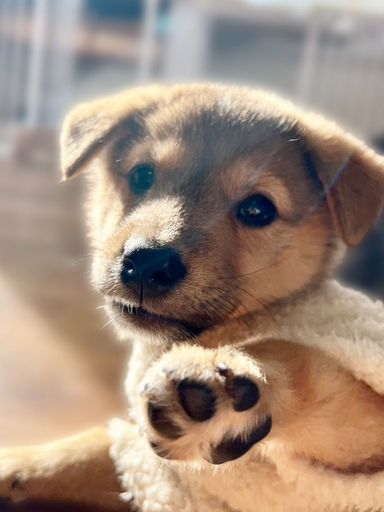 雑種（ミックス犬）・オスの里親募集の写真