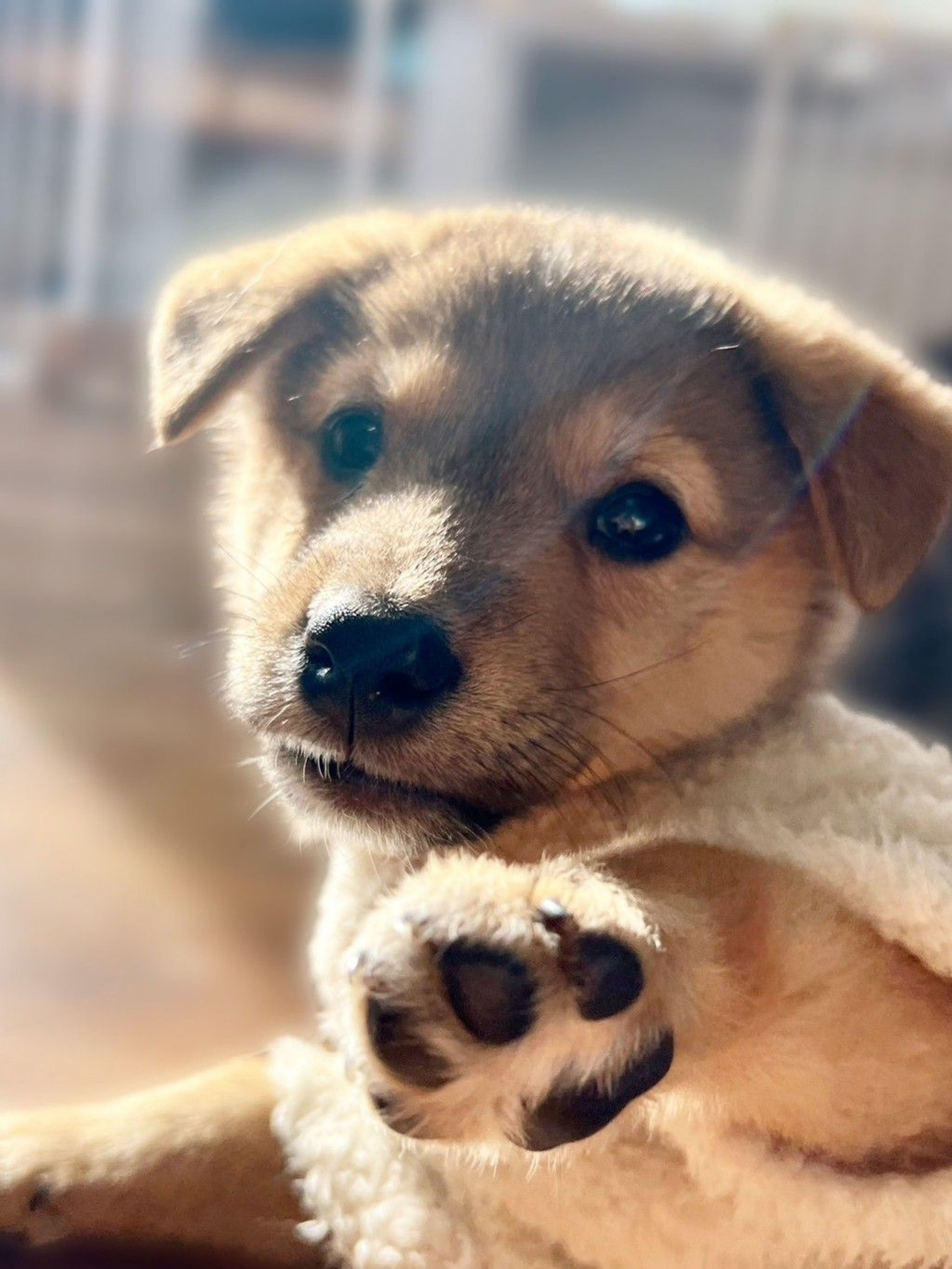 雑種（ミックス犬）・オスの里親募集の写真