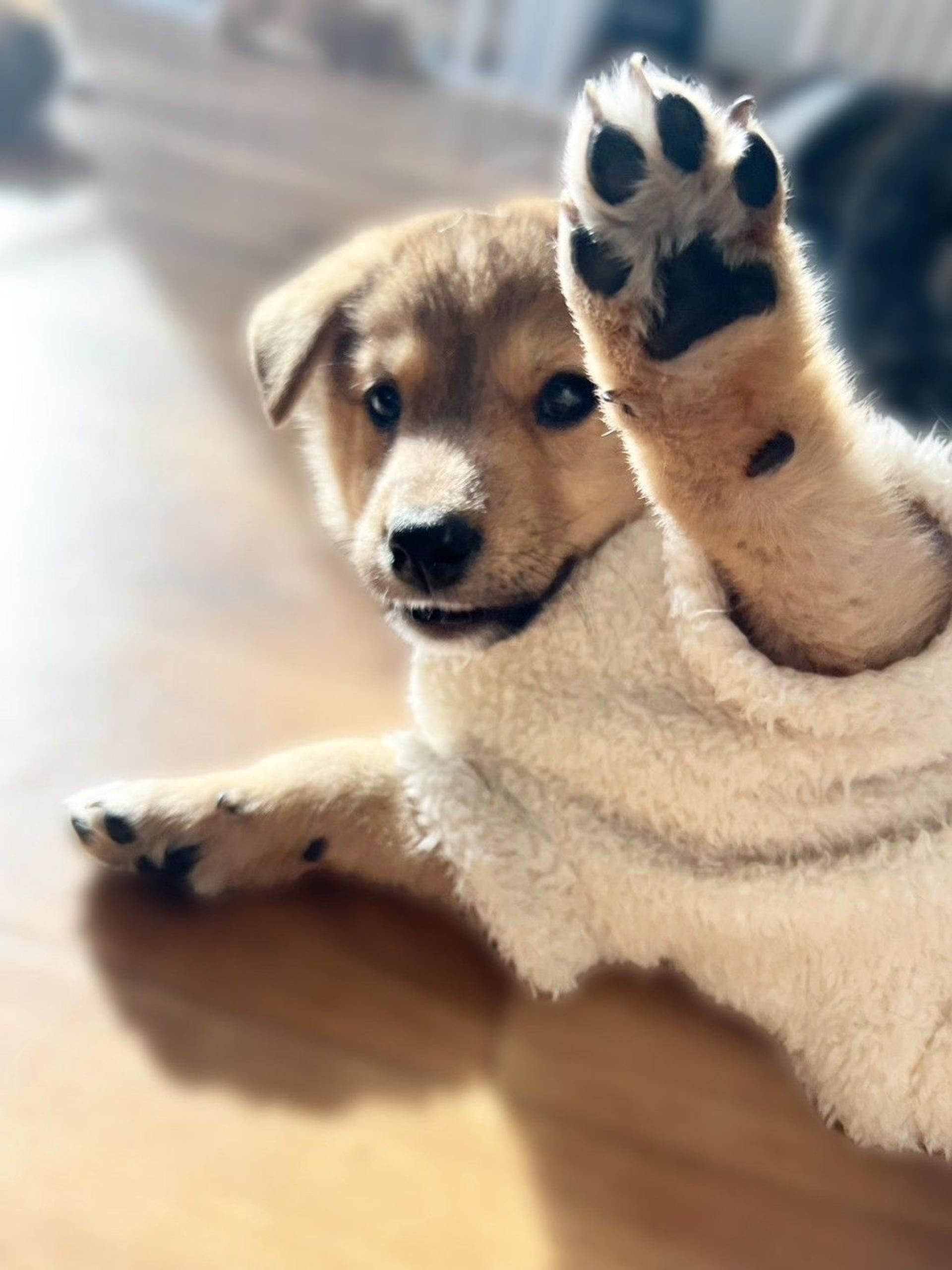 pet-image-2