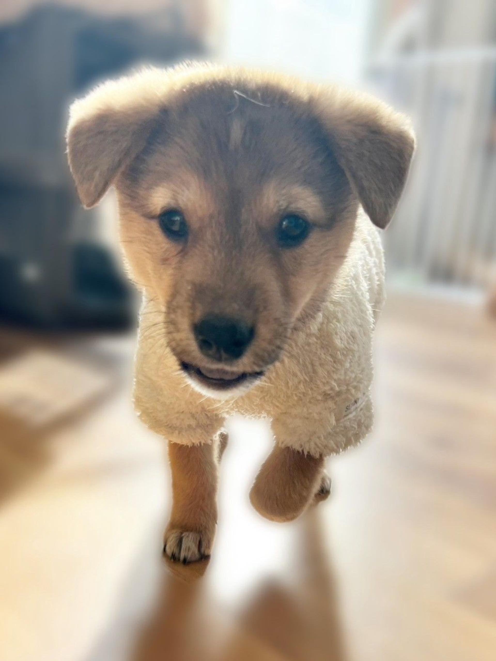pet-image-3