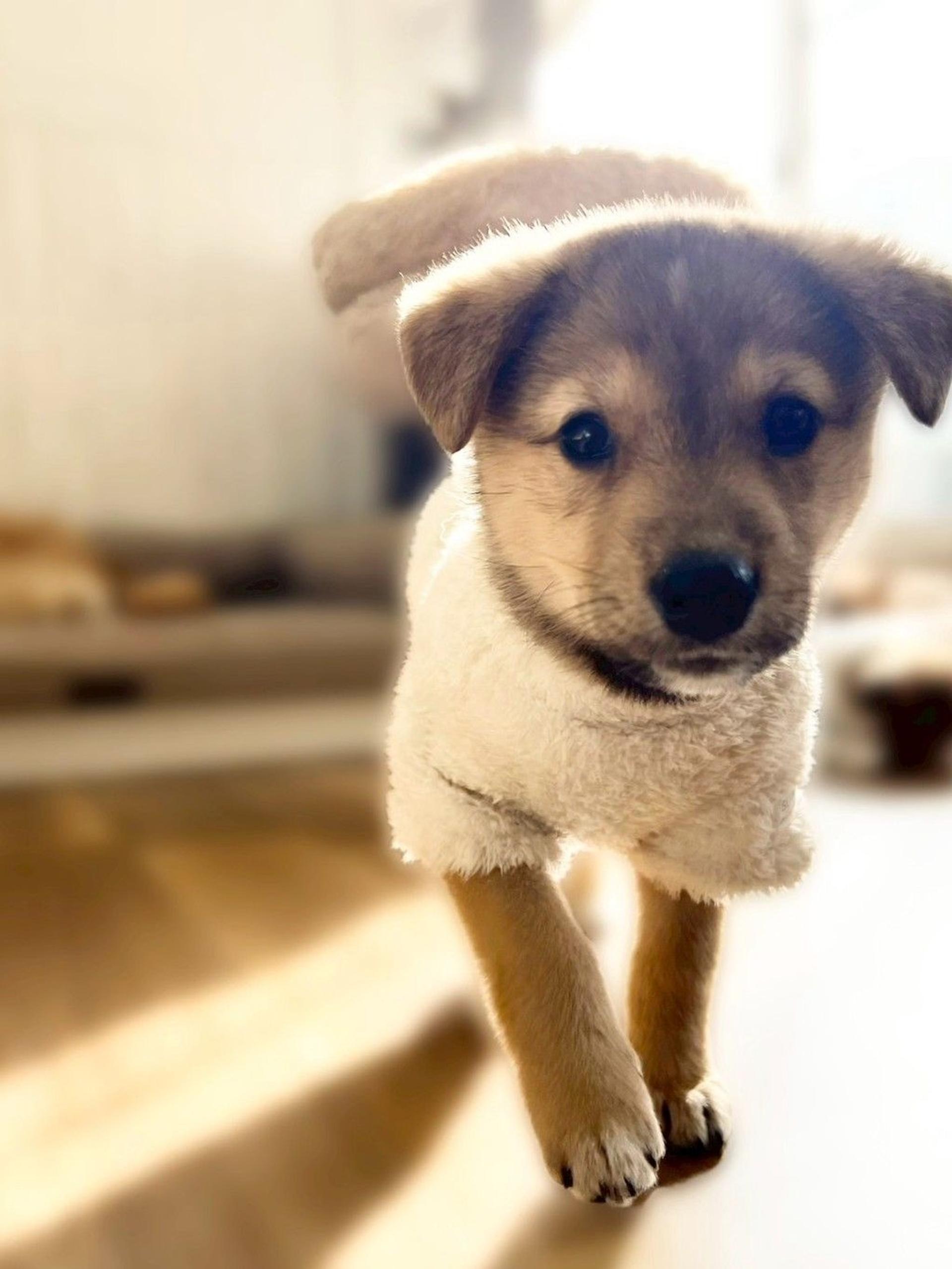 pet-image-5