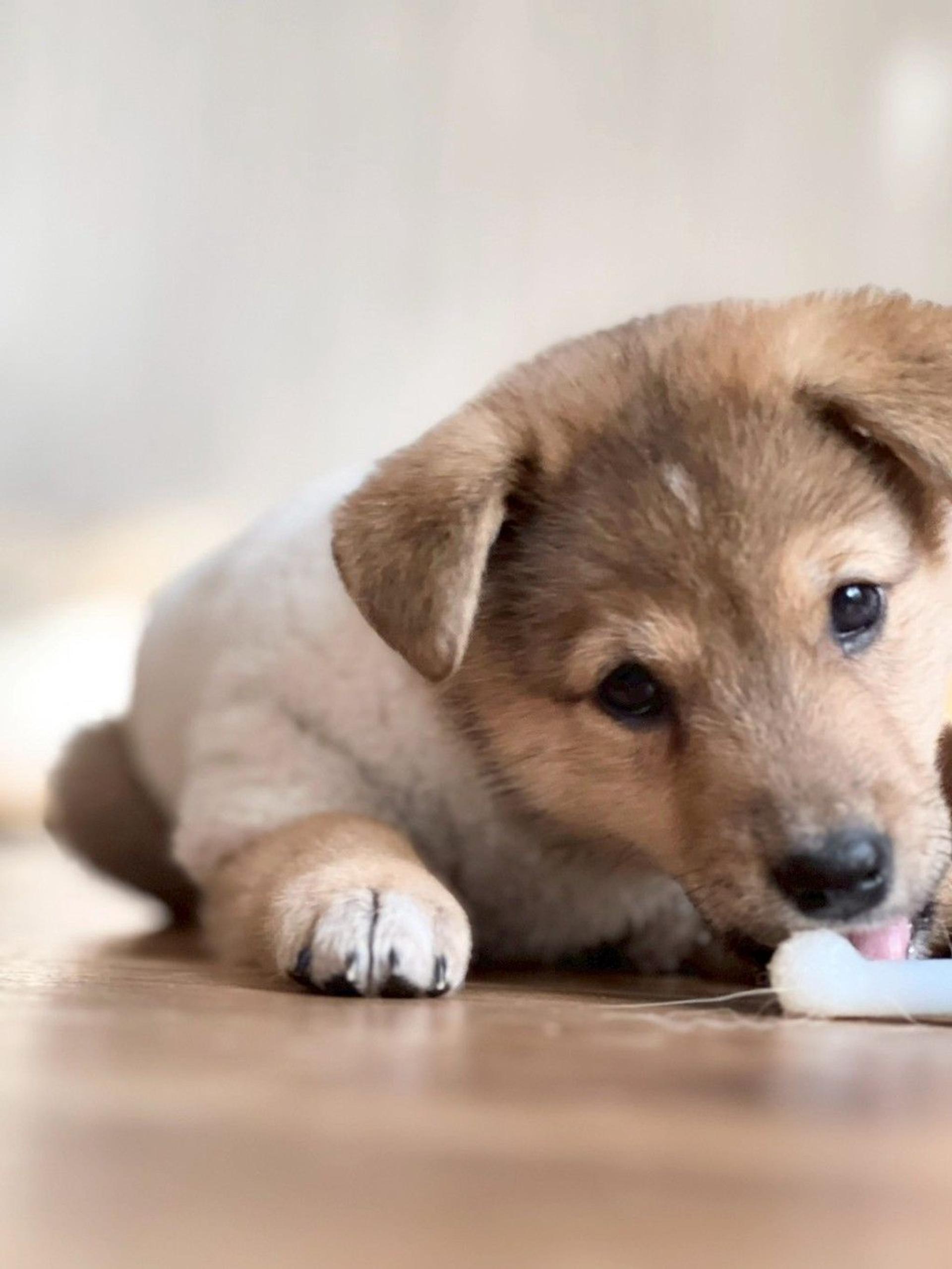 pet-image-7