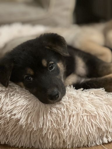 雑種（ミックス犬）・オスの里親募集の写真