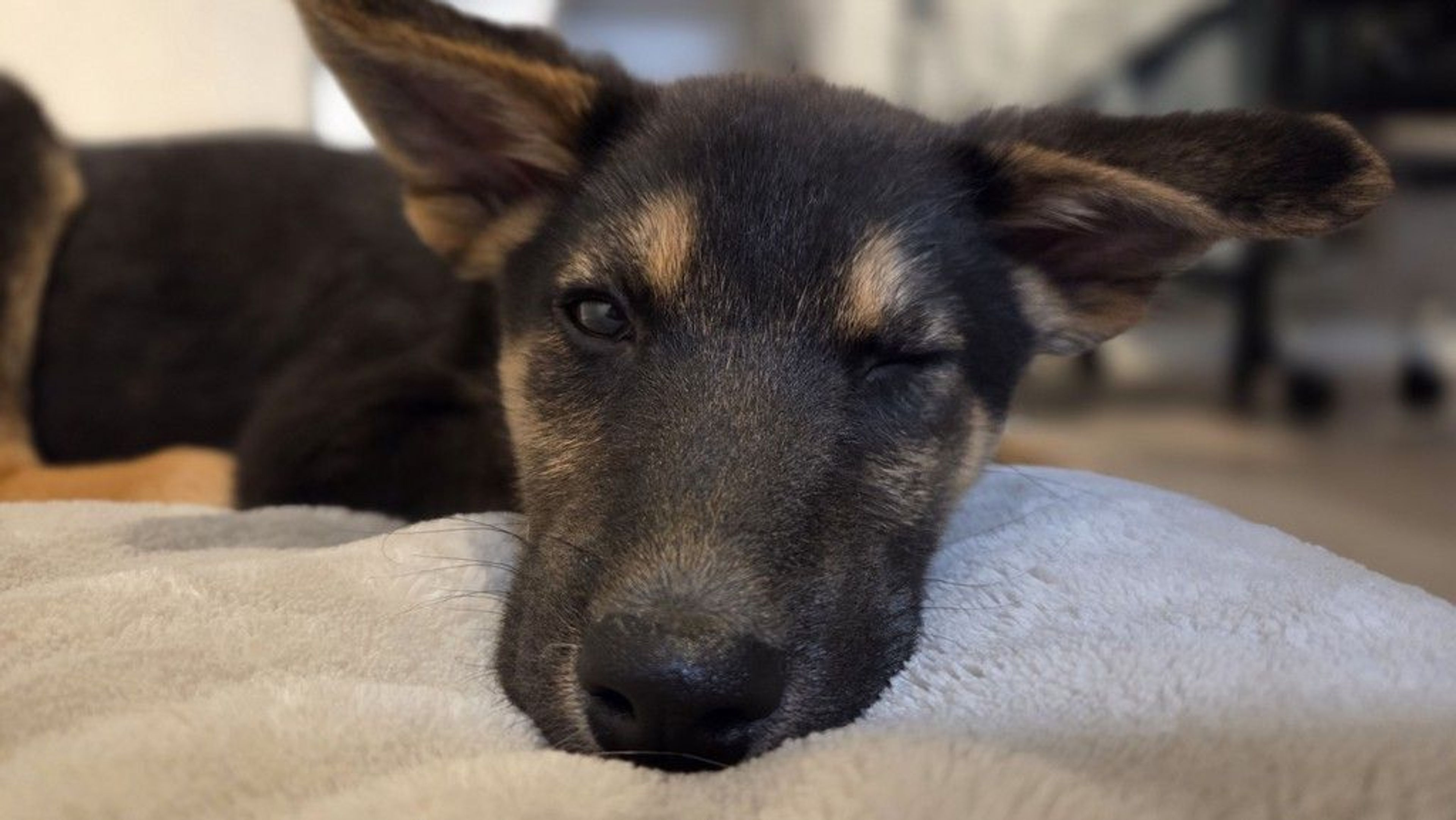 雑種（ミックス犬）・オスの里親募集の写真