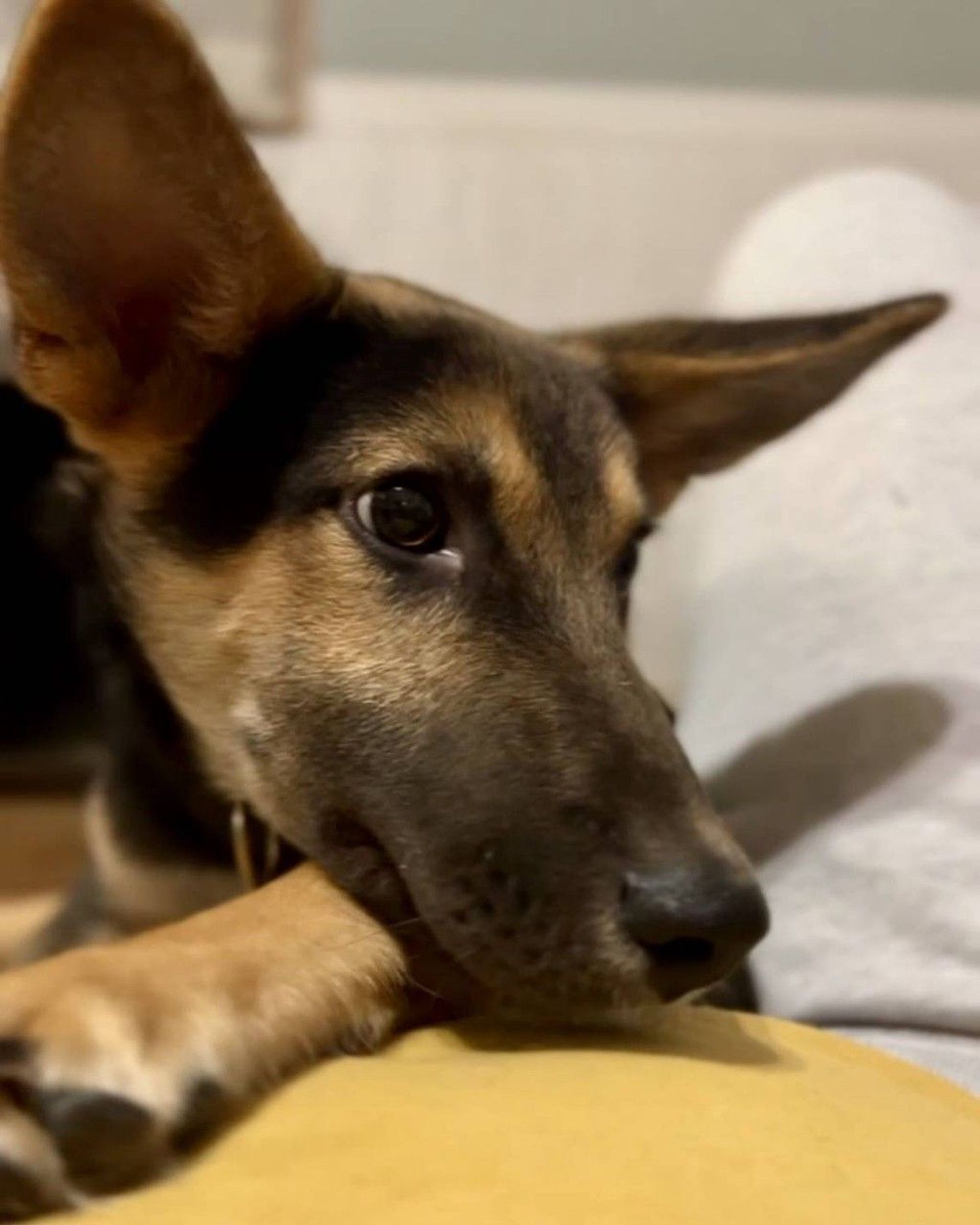 雑種（ミックス犬）・オスの里親募集の写真